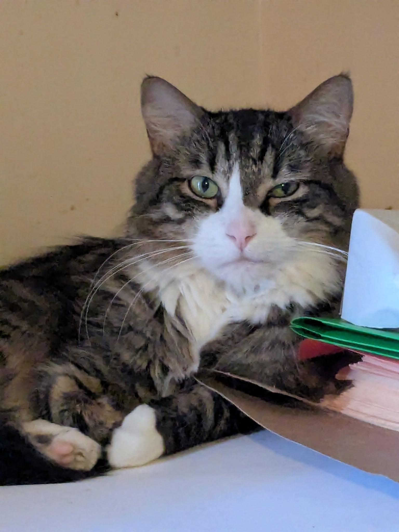 Tiger, Adoptable, Adult Male Domestic Long Hair.
