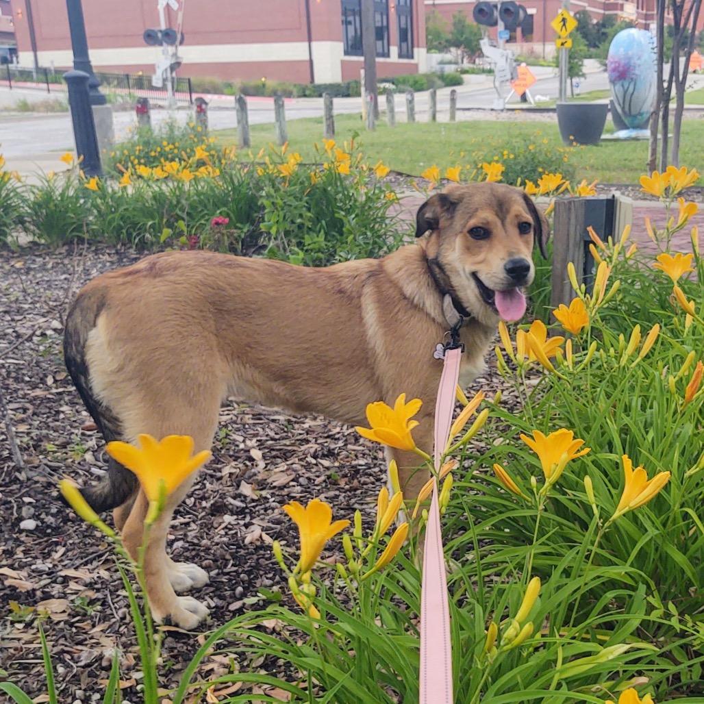 Enlarge Emmie, a Adoptable mixed breed in Ennis, TX image 2/4