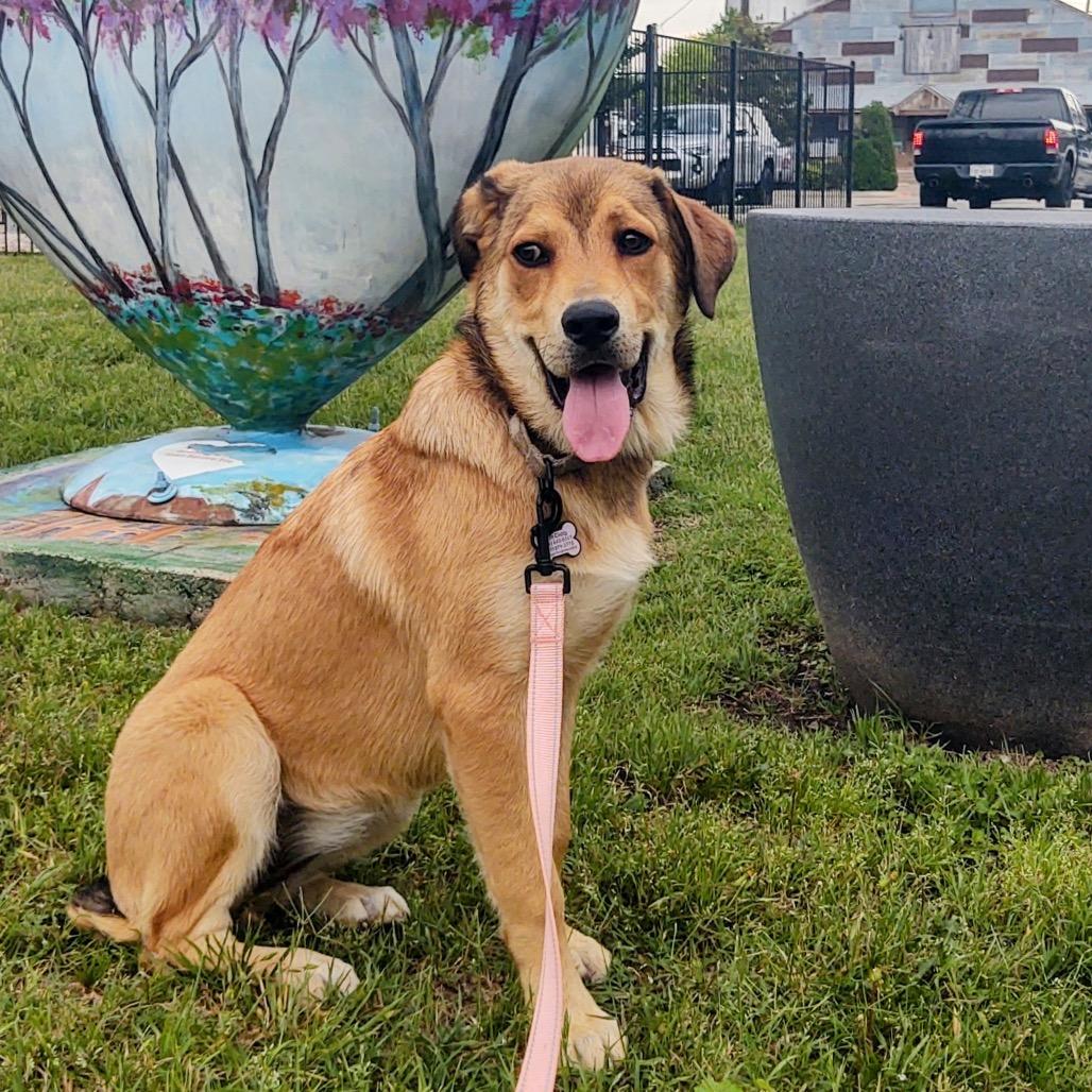 Enlarge Emmie, a Adoptable mixed breed in Ennis, TX image 3/4