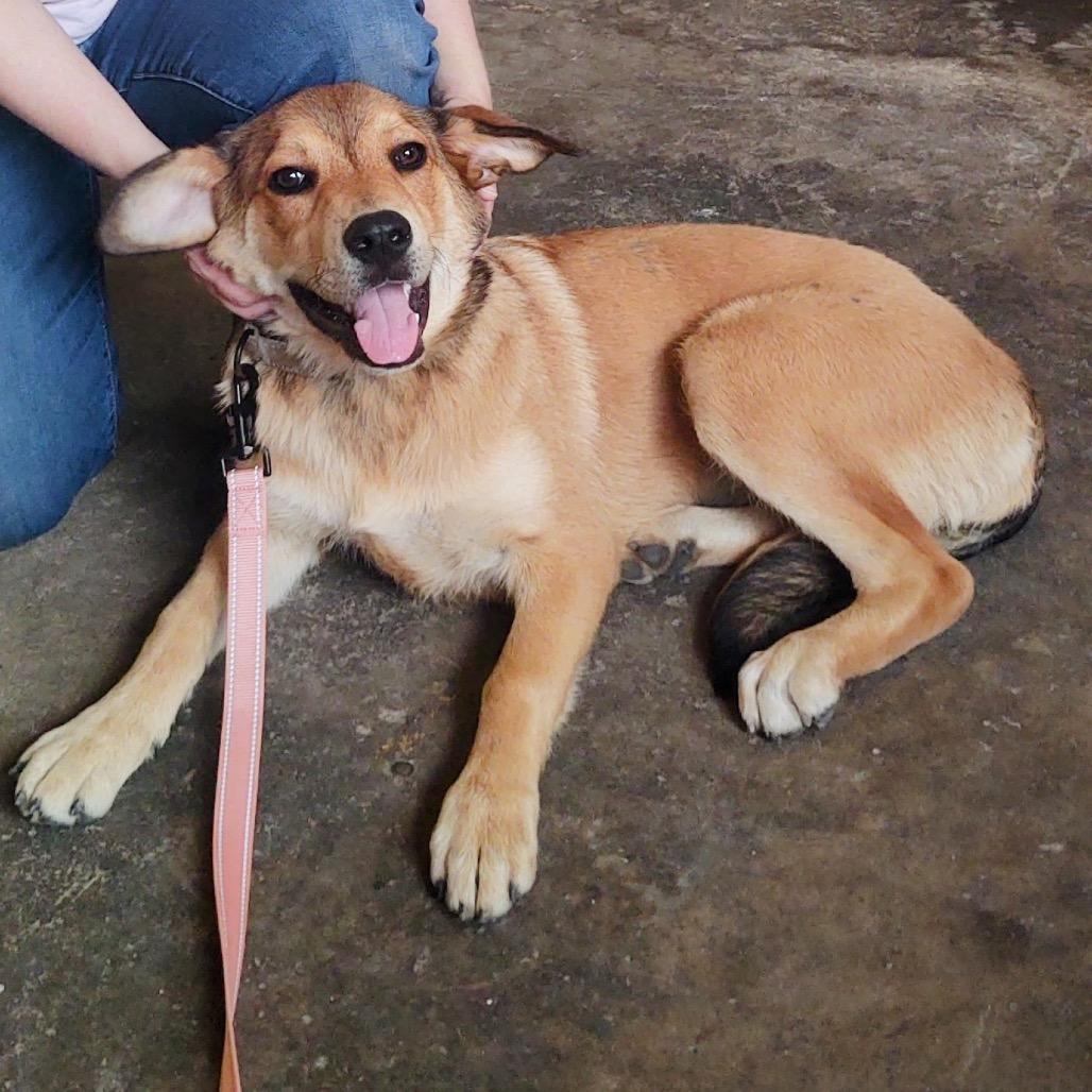 Enlarge Emmie, a Adoptable mixed breed in Ennis, TX image 4/4