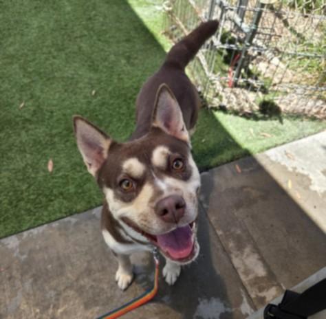 Enlarge BETSI, a Adoptable Husky in Los Angeles, CA image 1/1