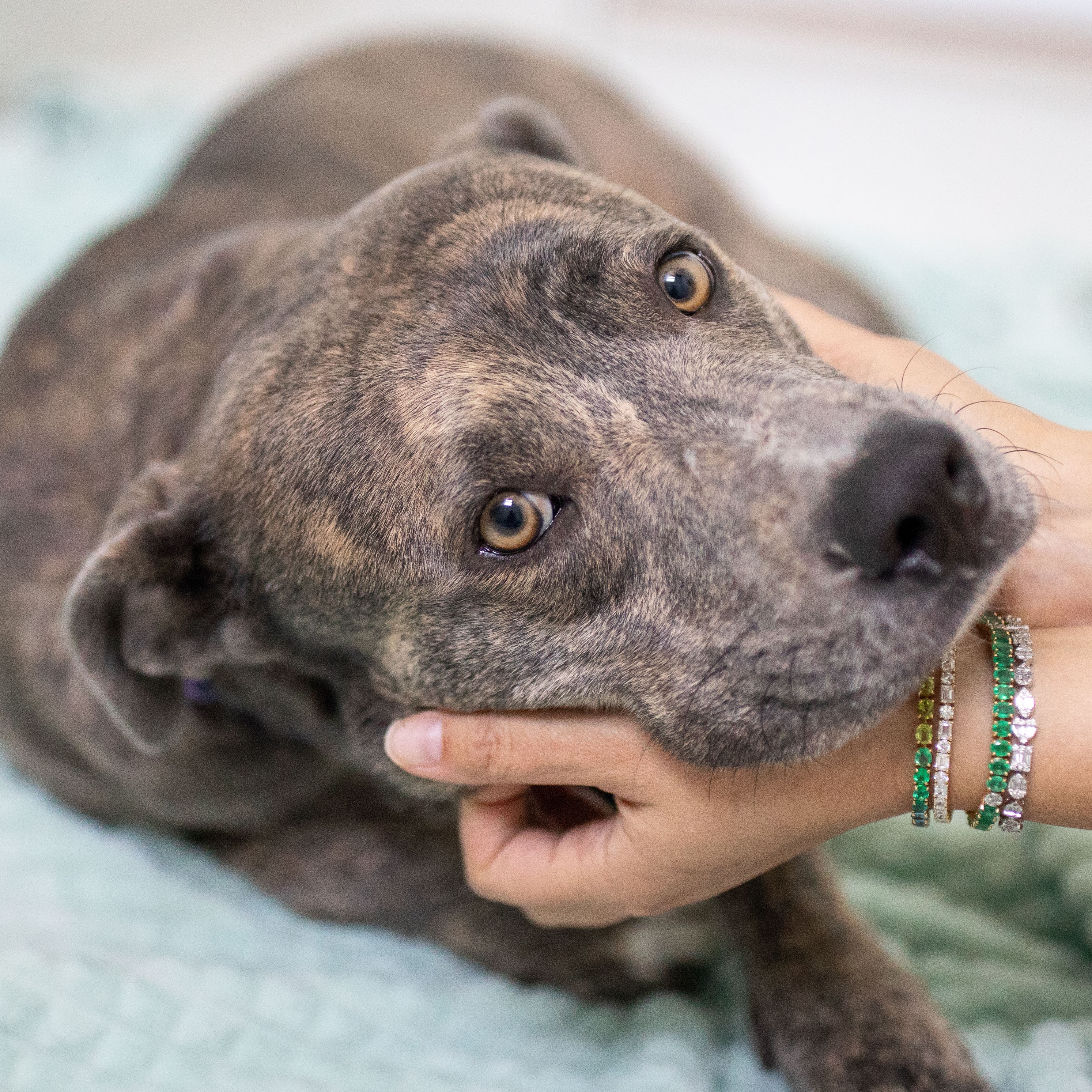 Izzie, a Adoptable mixed breed in Scottsdale, AZ image 2/3