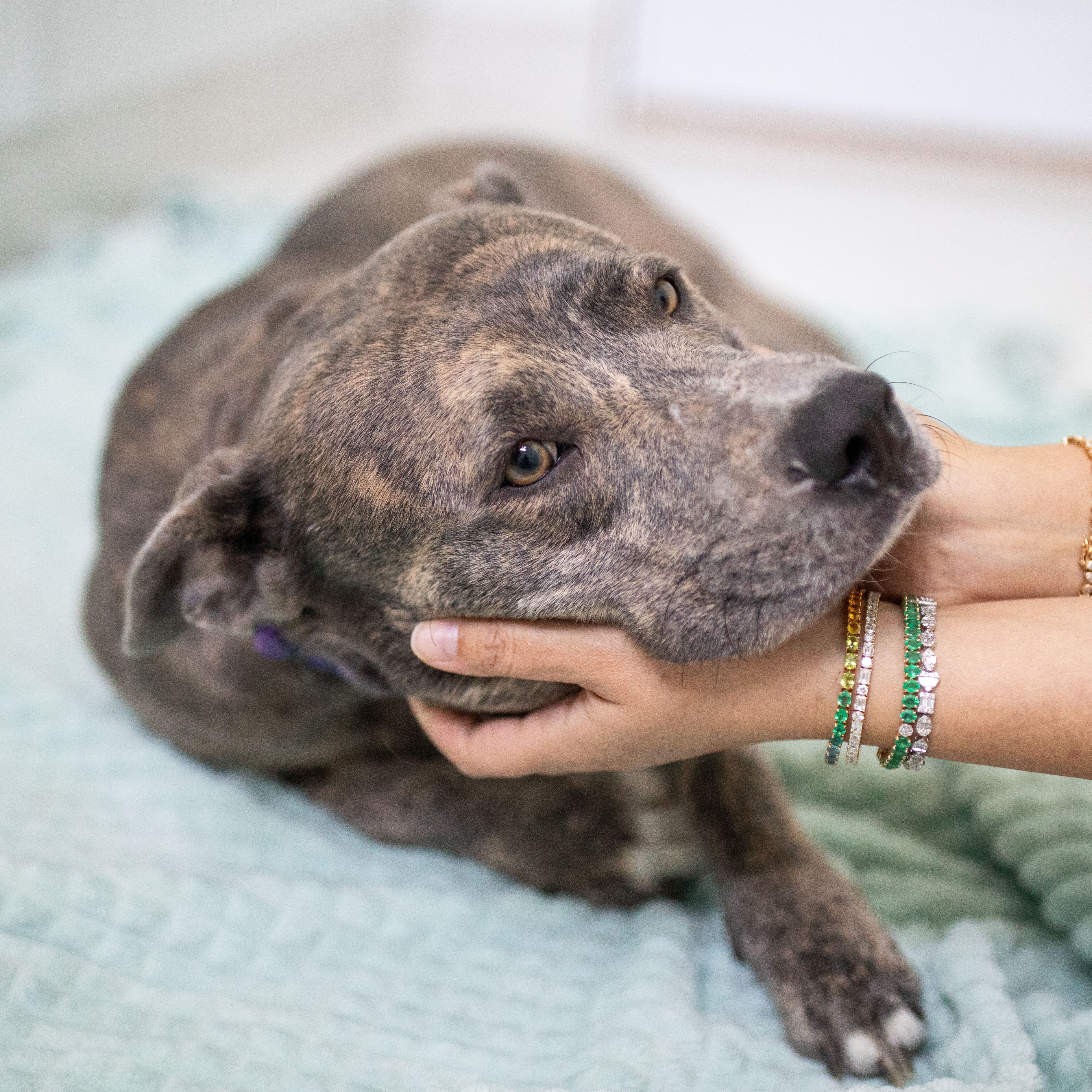 Izzie, a Adoptable mixed breed in Scottsdale, AZ image 3/3