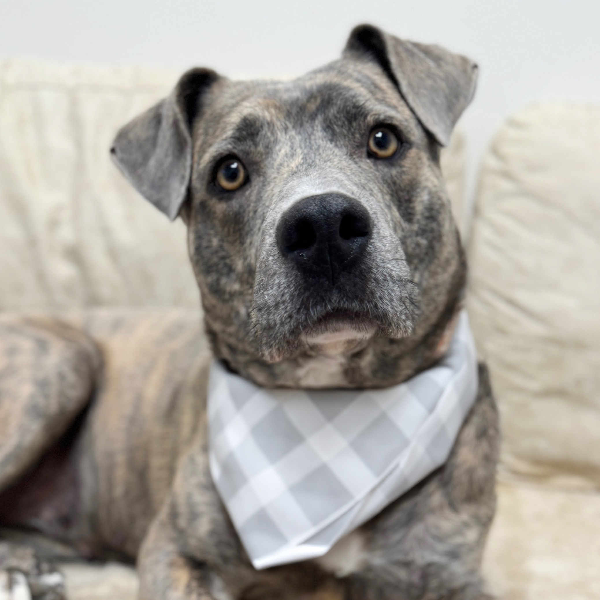 Izzie, a Adoptable mixed breed in Scottsdale, AZ image 1/3