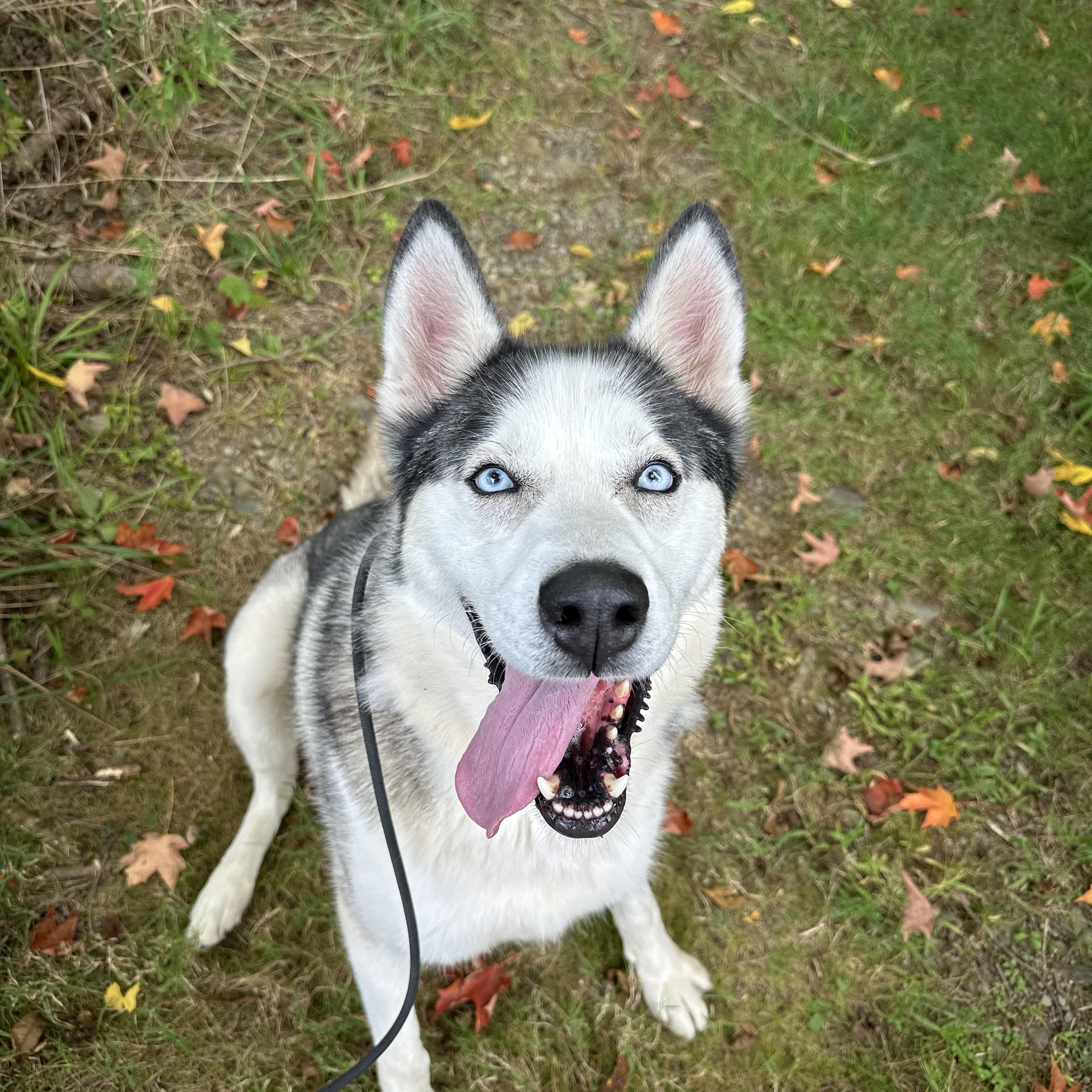 Enlarge Odin, a Adoptable mixed breed in New Windsor, NY image 3/5