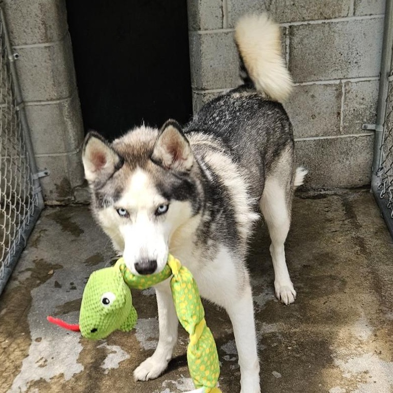 Enlarge Odin, a Adoptable mixed breed in New Windsor, NY image 4/5