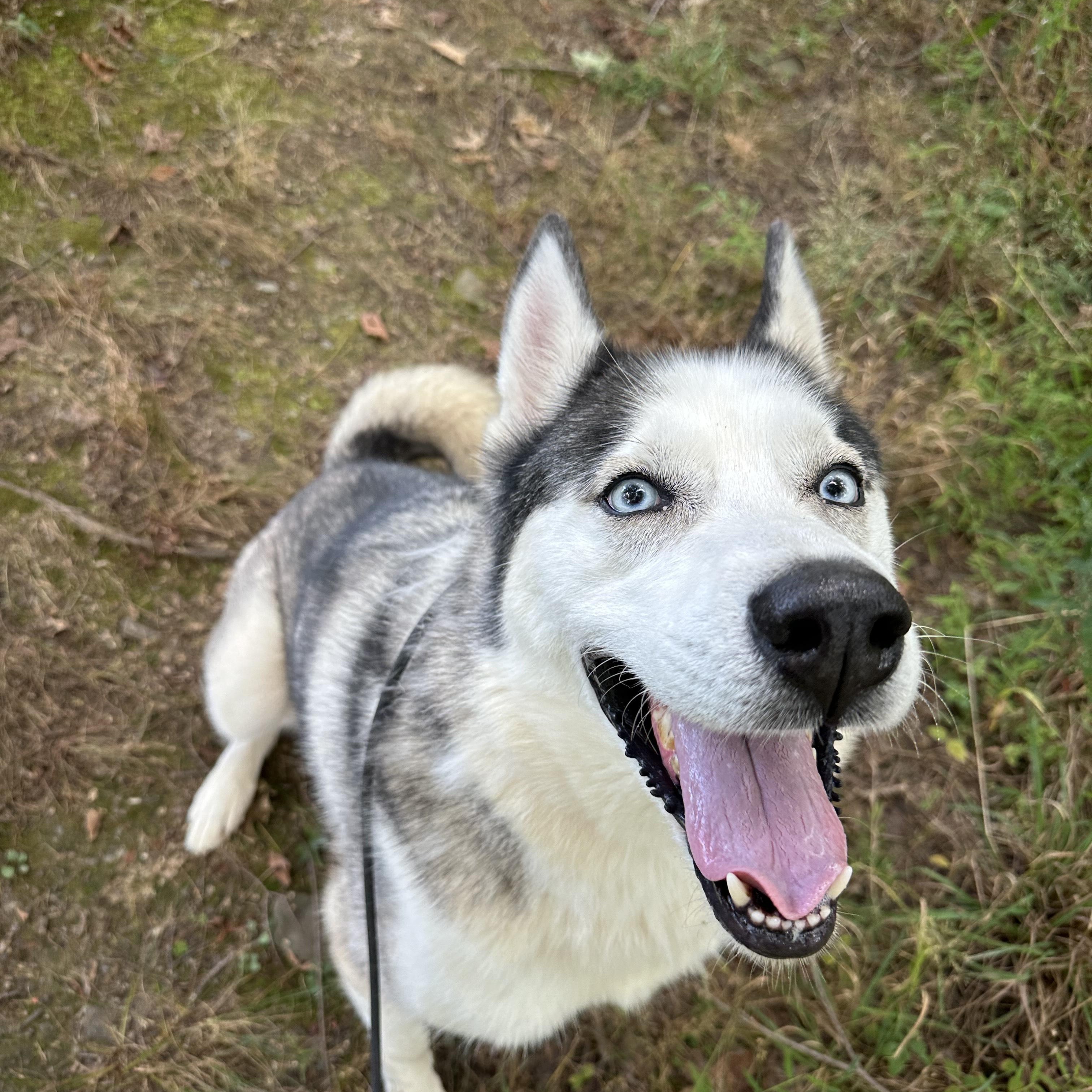 Enlarge Odin, a Adoptable mixed breed in New Windsor, NY image 5/5