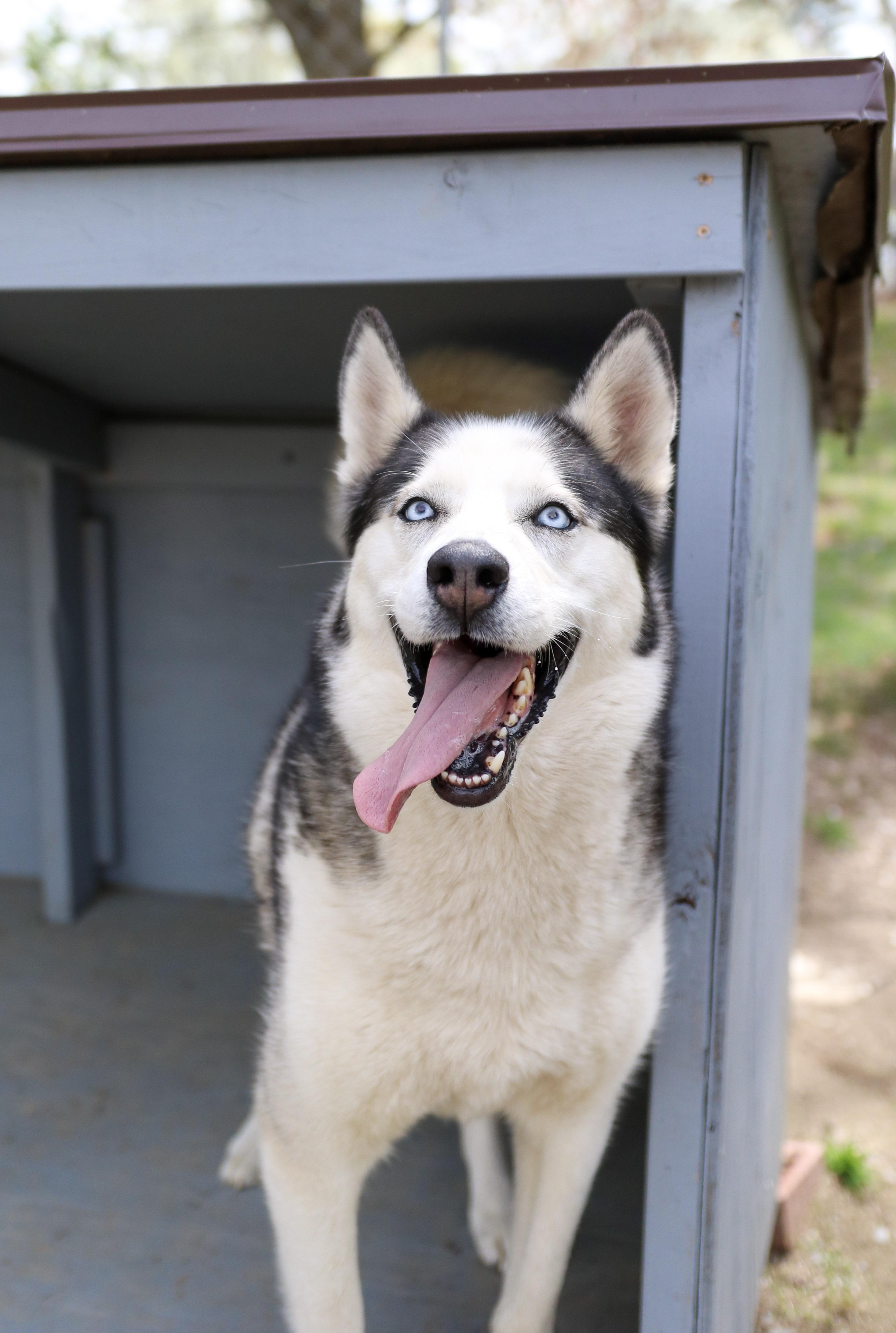 Enlarge Odin, a Adoptable mixed breed in New Windsor, NY image 1/5