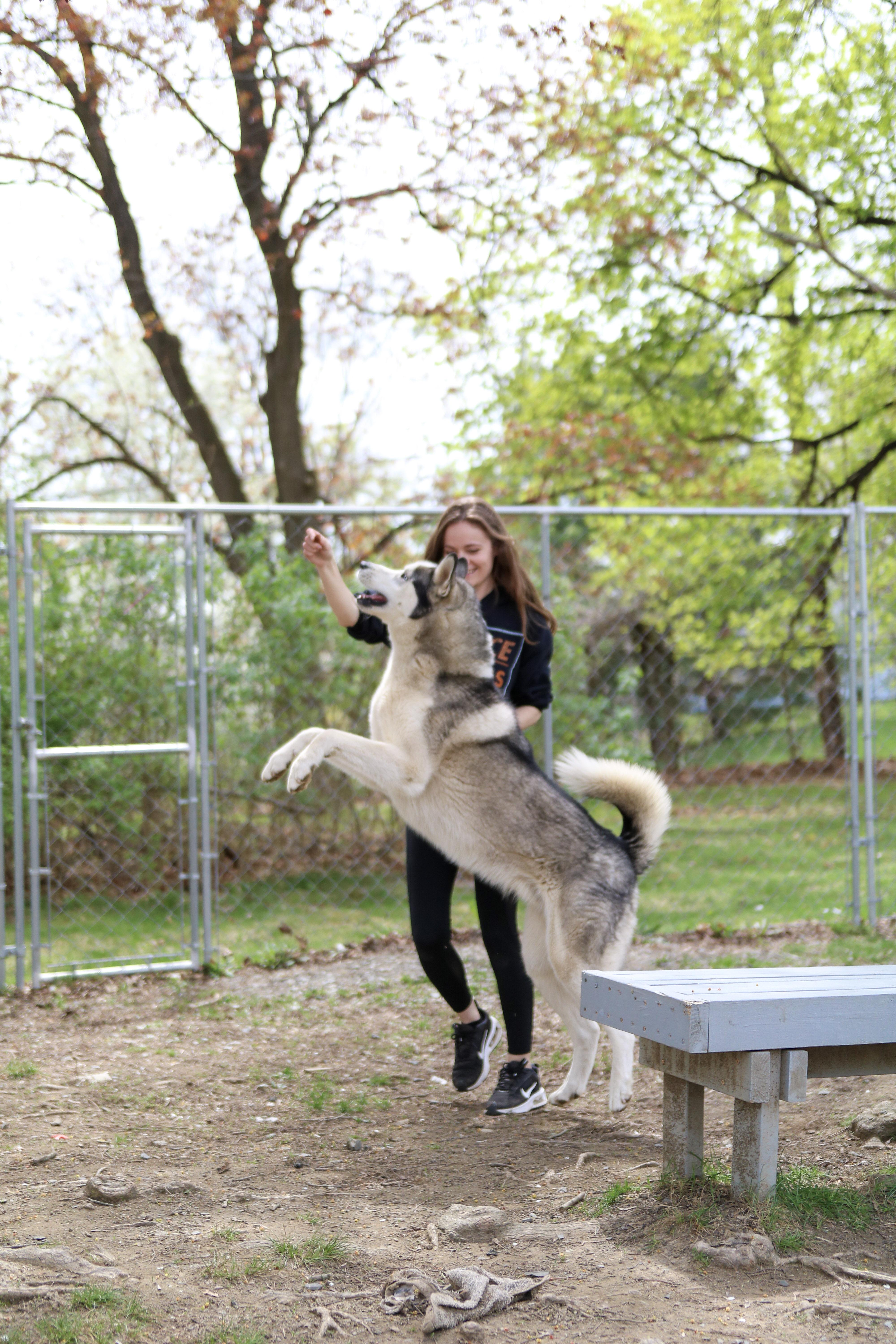 Enlarge Odin, a Adoptable mixed breed in New Windsor, NY image 2/5