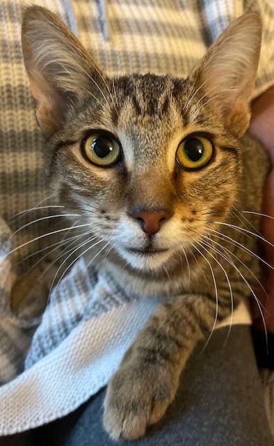 King Tut, a Adoptable mixed breed in Island Lake, IL image 1/3