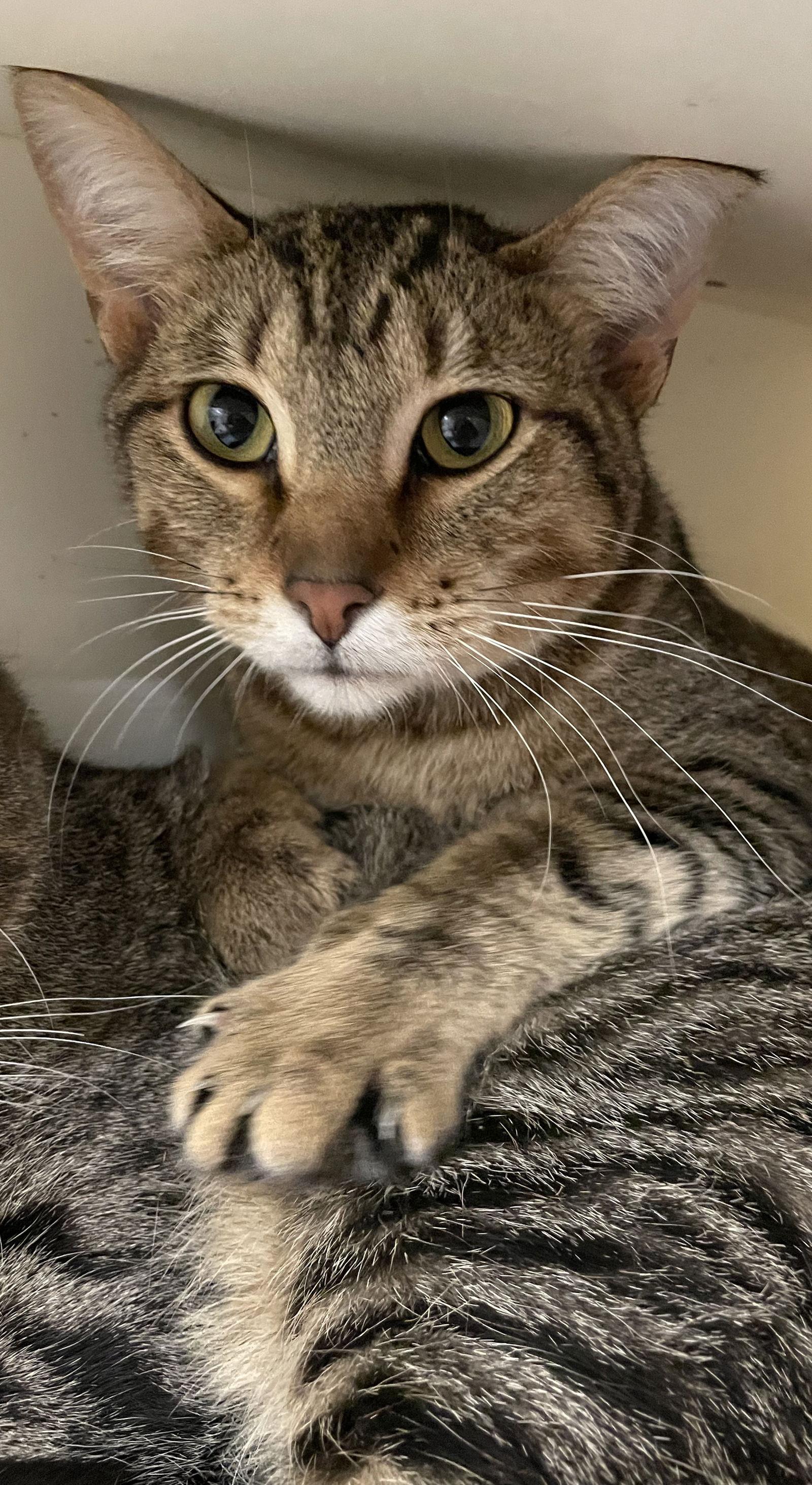 King Tut, a Adoptable mixed breed in Island Lake, IL image 2/3