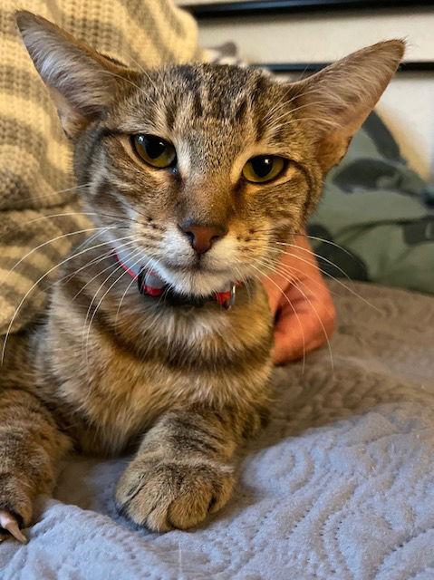 King Tut, a Adoptable mixed breed in Island Lake, IL image 3/3