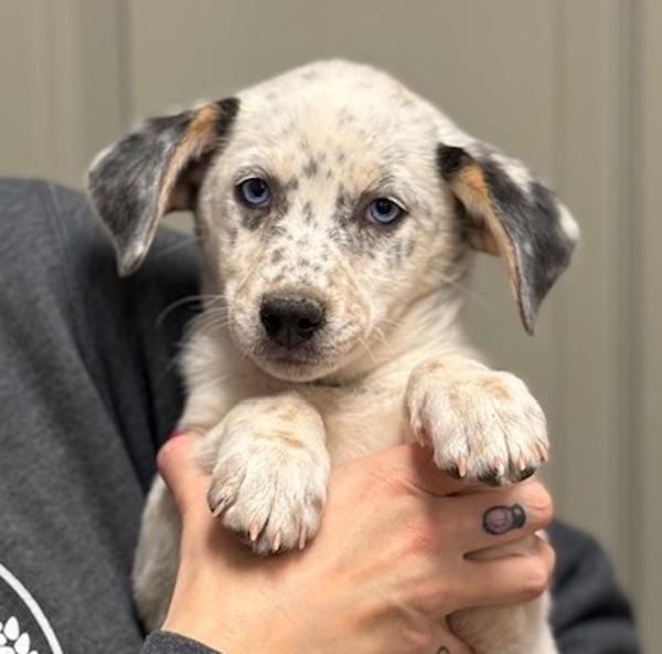 Melanie from Marketing, Adoptable, Puppy Female Catahoula Leopard Dog & Australian Cattle Dog / Blue Heeler.