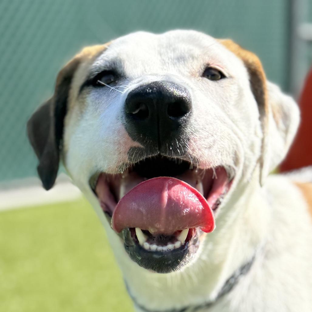 Marla, a Adoptable mixed breed in Nashville, IN image 1/6