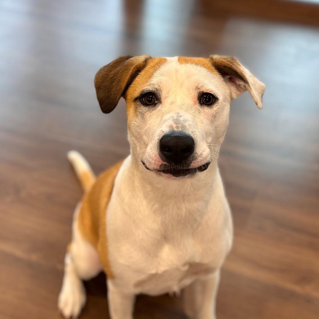 Marla, a Adoptable mixed breed in Nashville, IN image 2/6