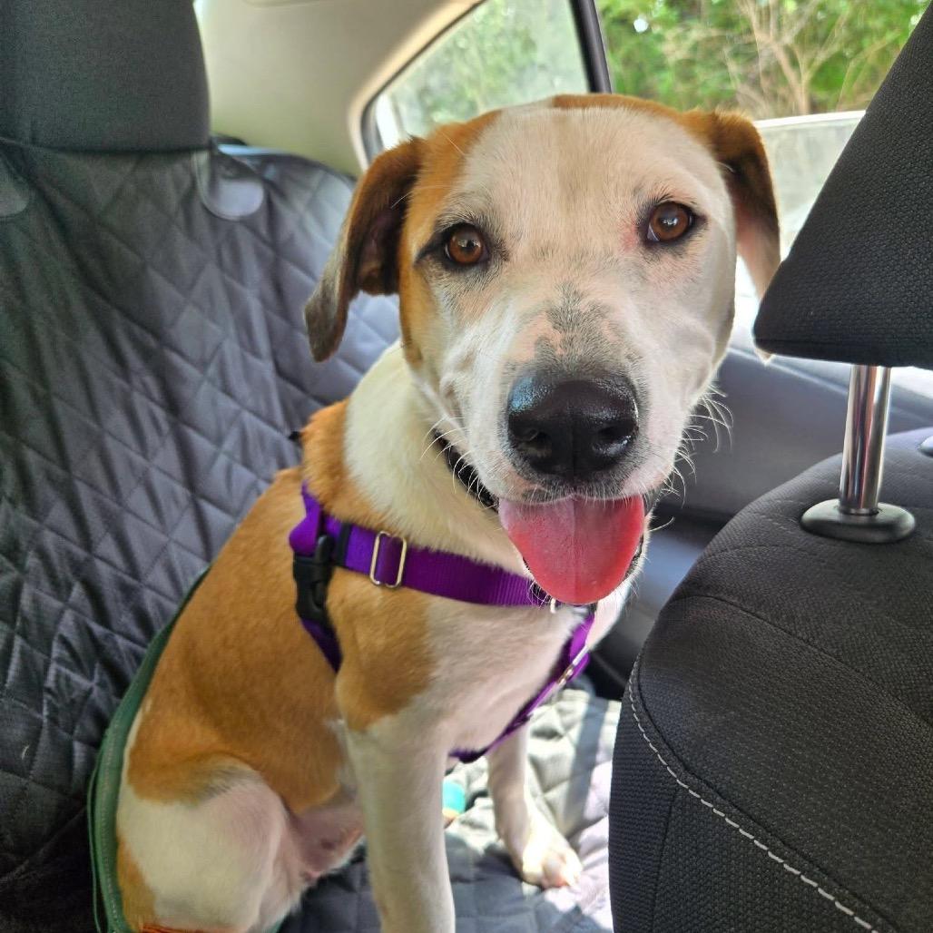 Marla, a Adoptable mixed breed in Nashville, IN image 4/6
