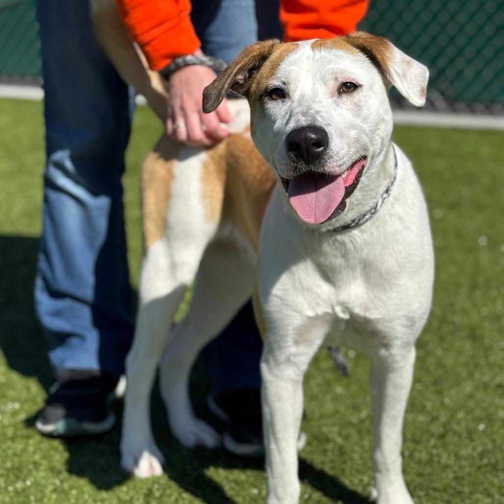 Marla, a Adoptable mixed breed in Nashville, IN image 5/6