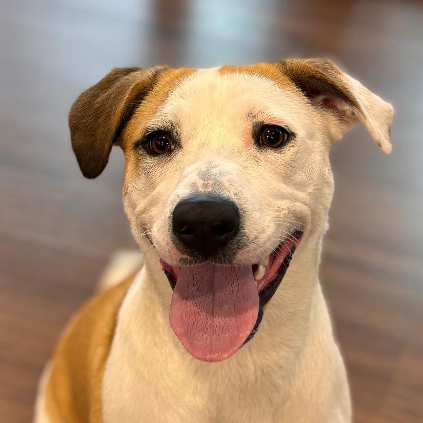 Marla, a Adoptable mixed breed in Nashville, IN image 6/6