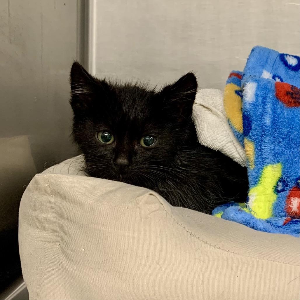 Thor, Adoptable, Kitten Male Domestic Short Hair.