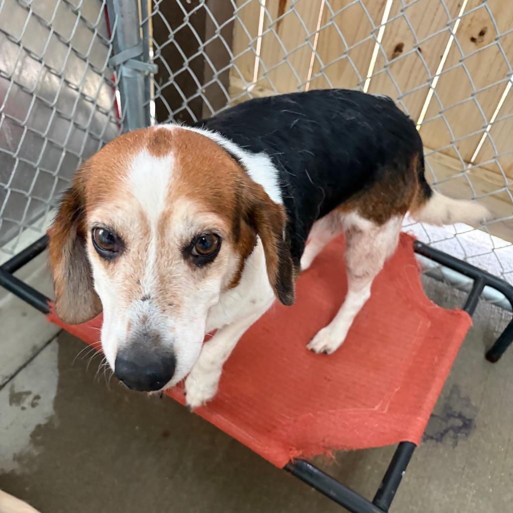 Enlarge River, a Adoptable Beagle in Delaware, OH image 1/2