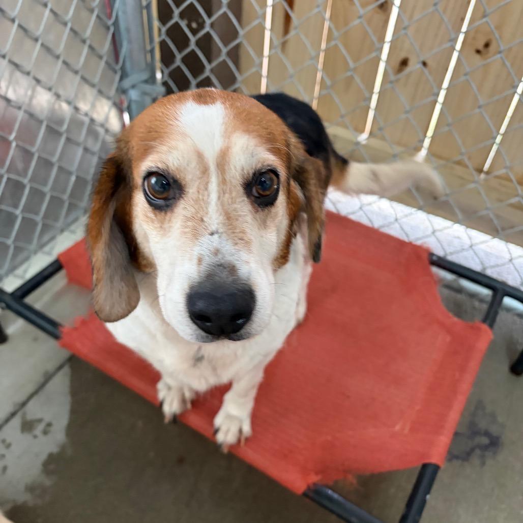 Enlarge River, a Adoptable Beagle in Delaware, OH image 2/2