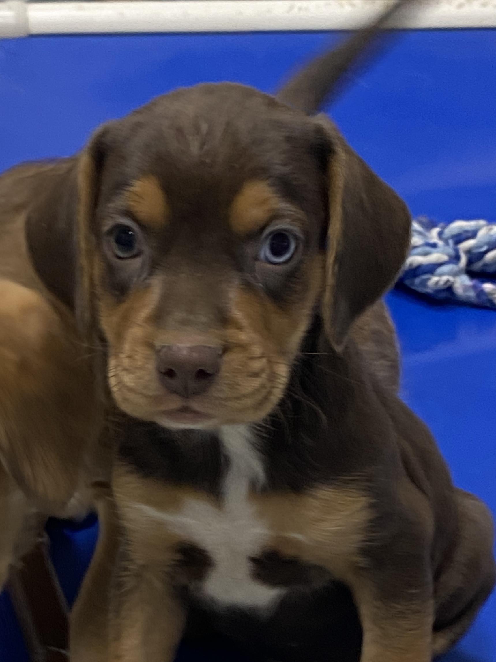 Coral, adopted, Puppy Female Border Terrier.