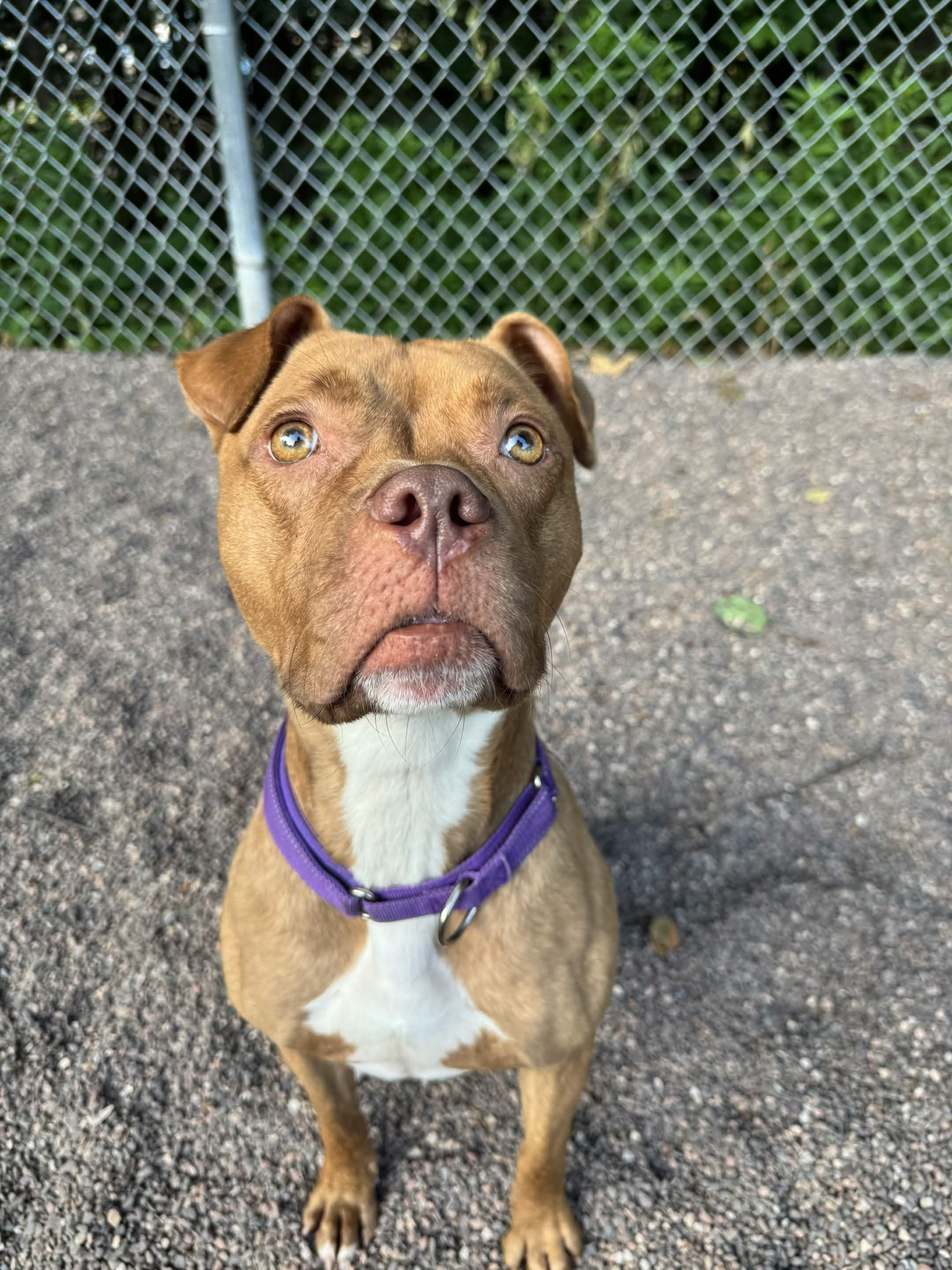 Cardi, a ADOPTABLE mixed breed in Houghton, MI image 3/4