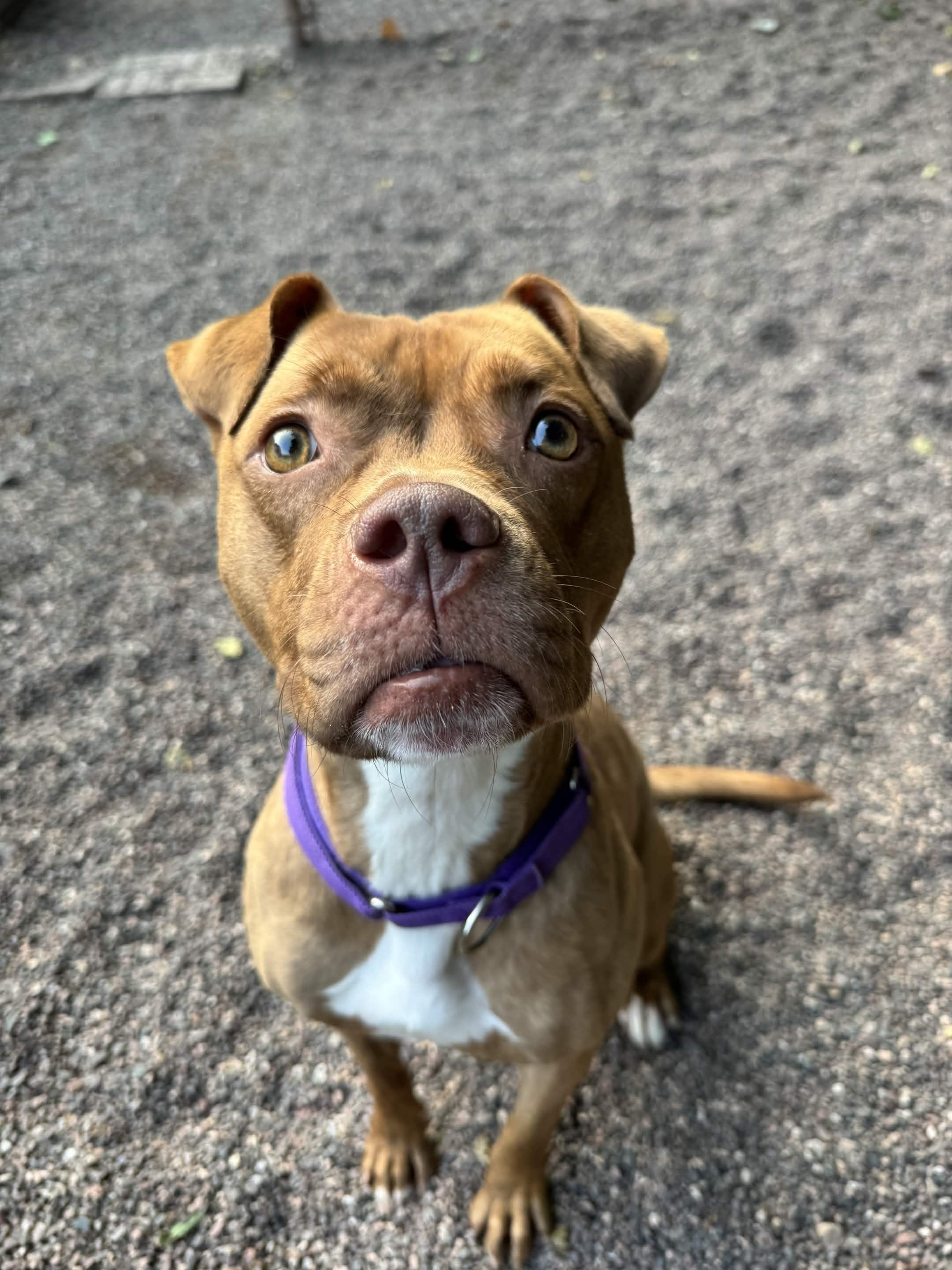 Cardi, a ADOPTABLE mixed breed in Houghton, MI image 2/4
