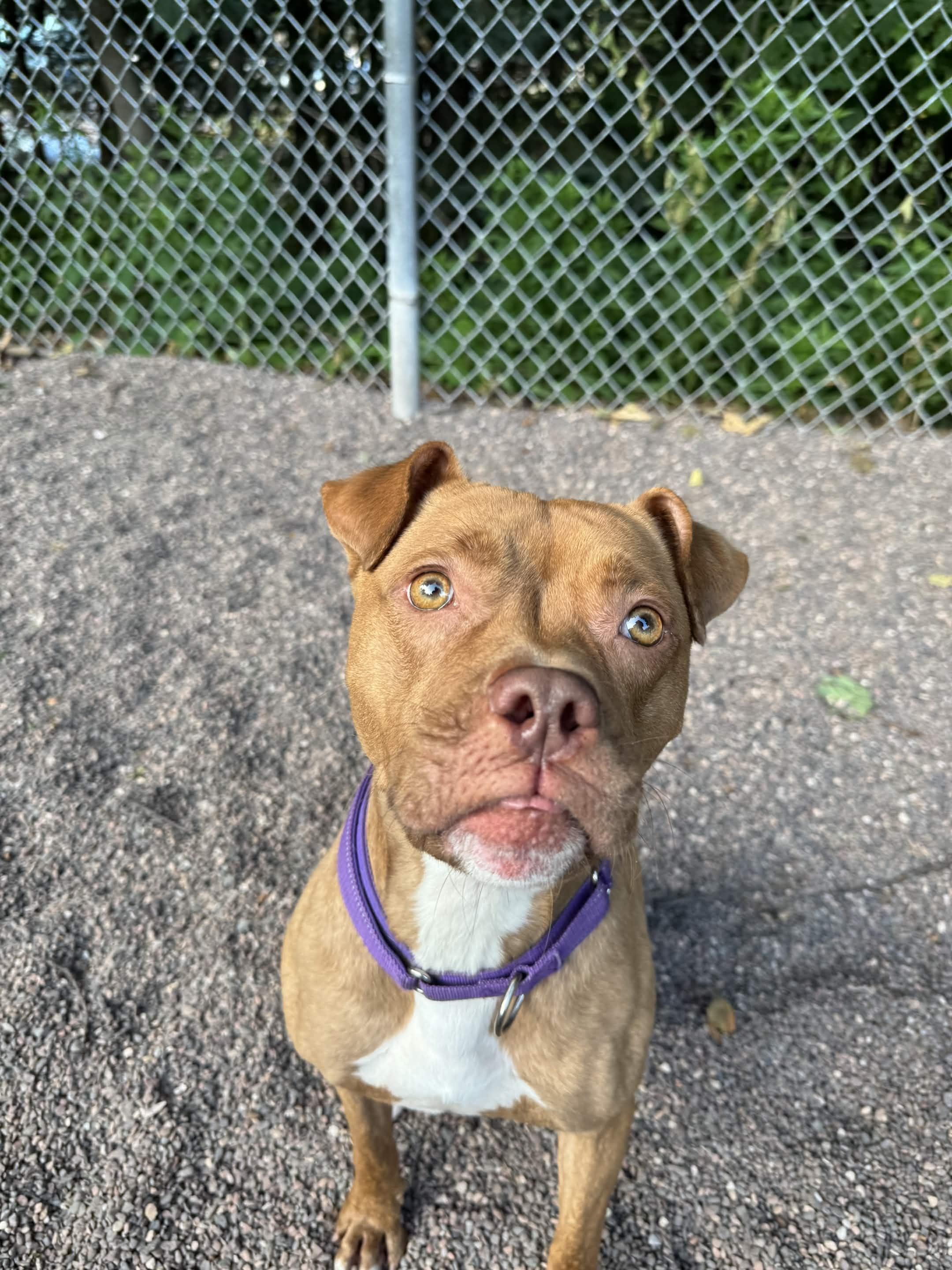 Cardi, ADOPTABLE, Adult Female Pit Bull Terrier.
