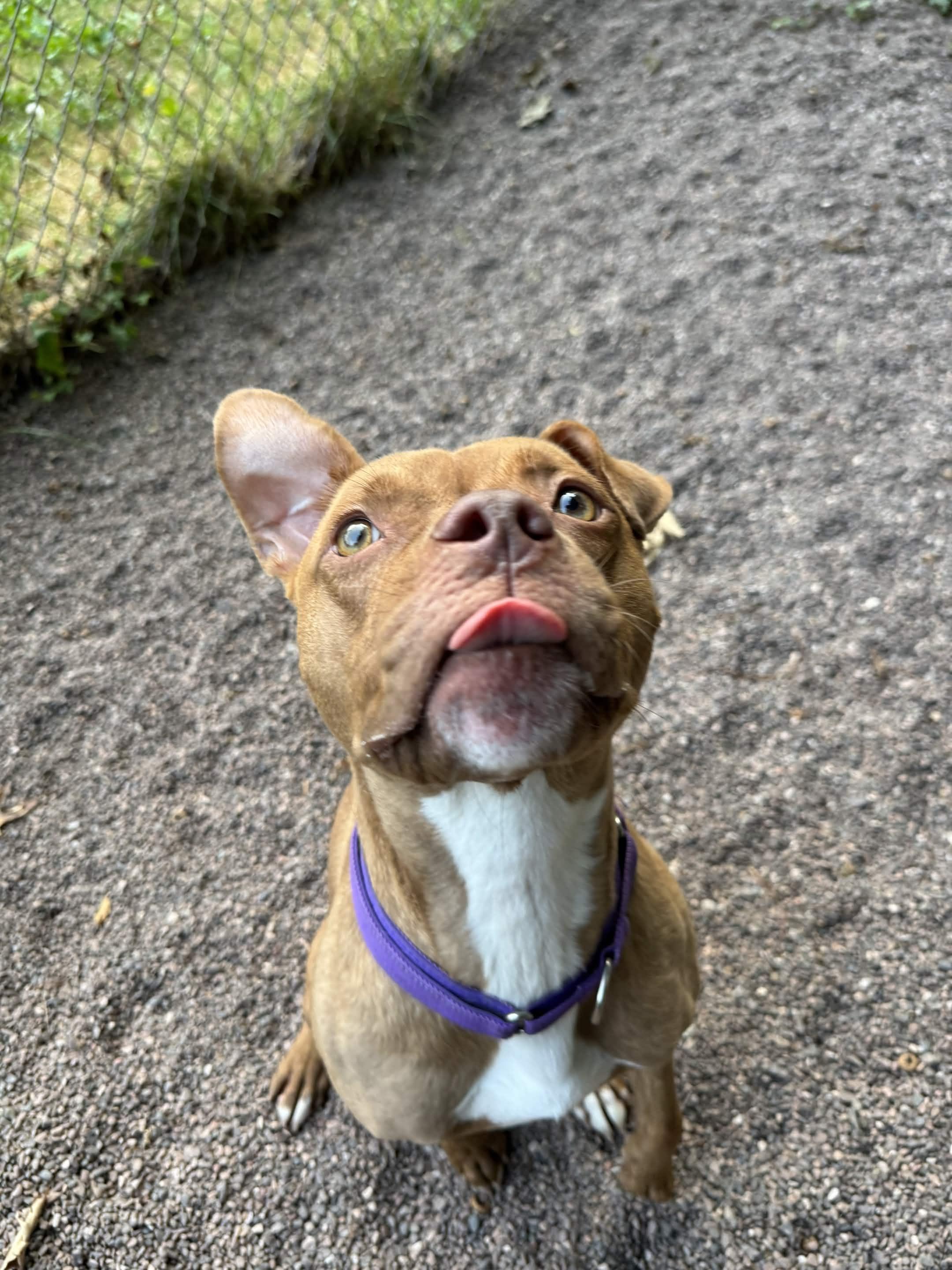 Cardi, a ADOPTABLE mixed breed in Houghton, MI image 4/4