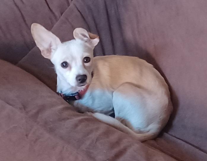Blondie, Adoptable, Young Female Chihuahua & Mixed Breed.