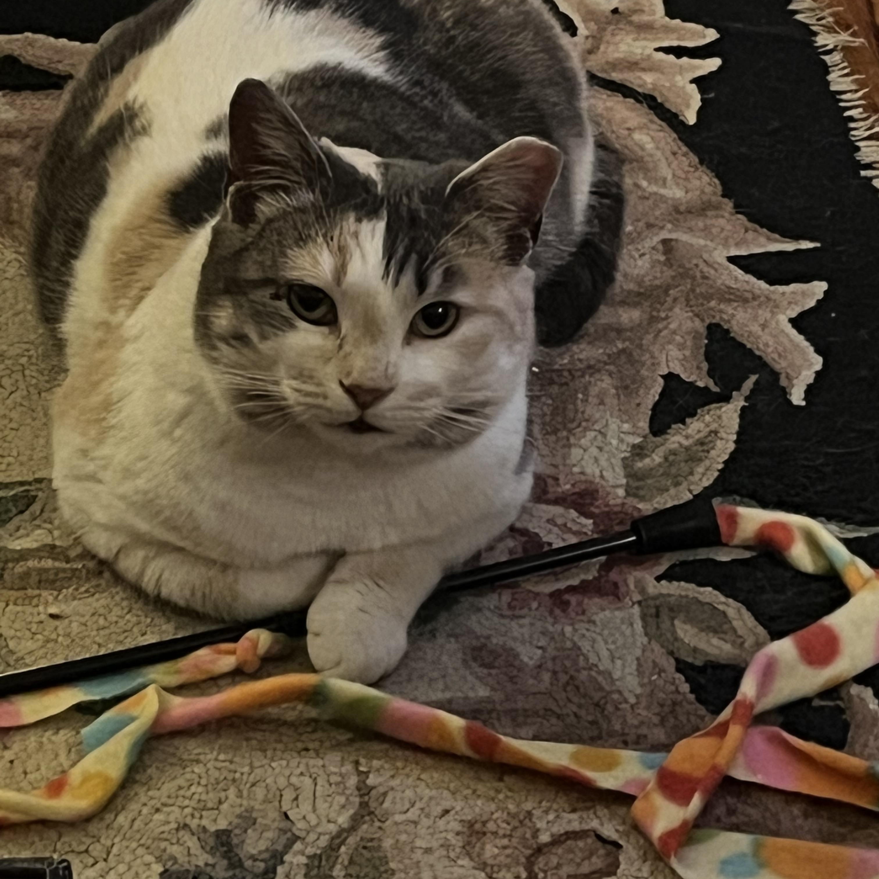 Vivianne, a Adoptable Domestic Short Hair in Philadelphia, PA image 1/4