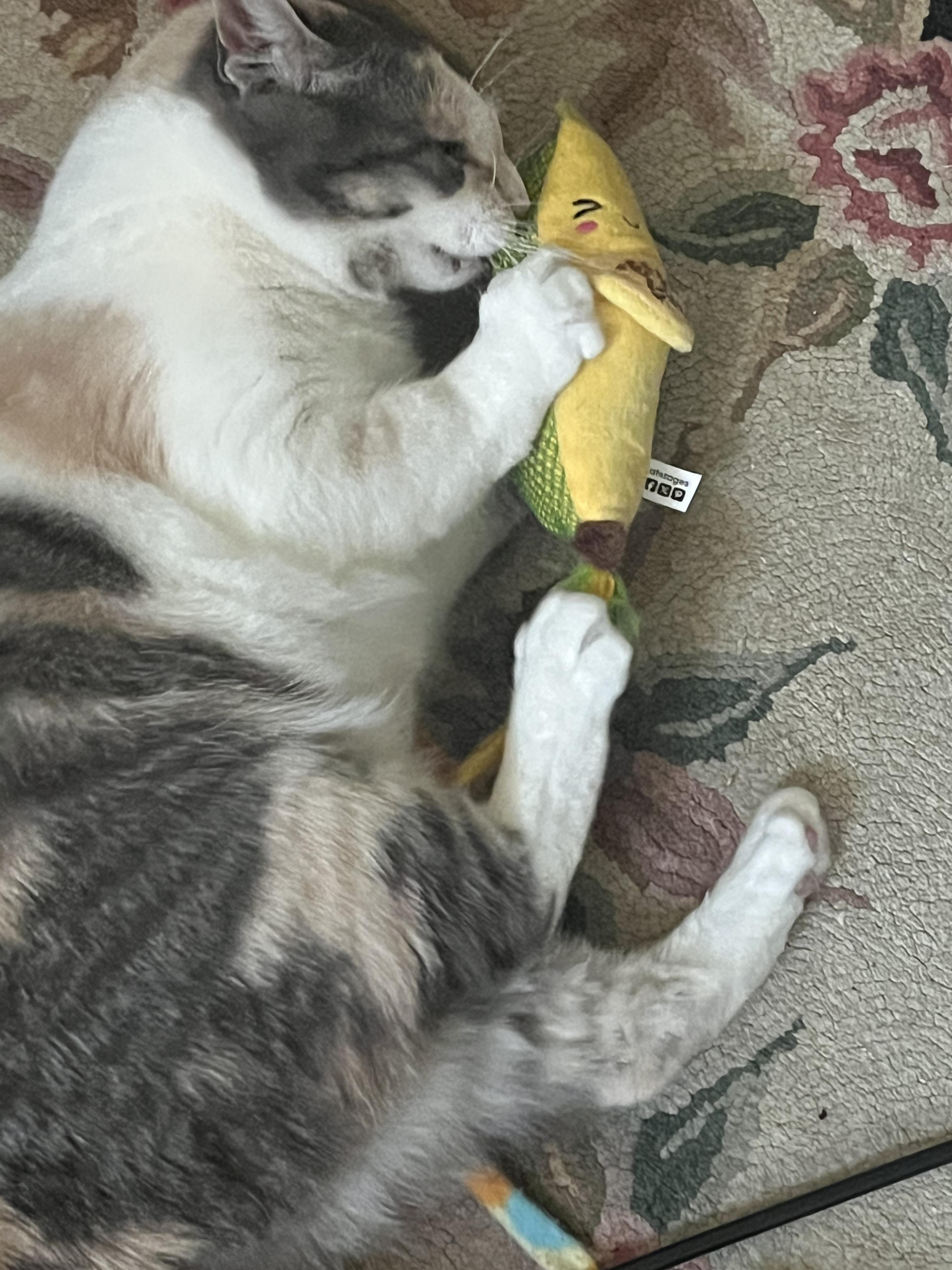 Vivianne, a Adoptable Domestic Short Hair in Philadelphia, PA image 1/6