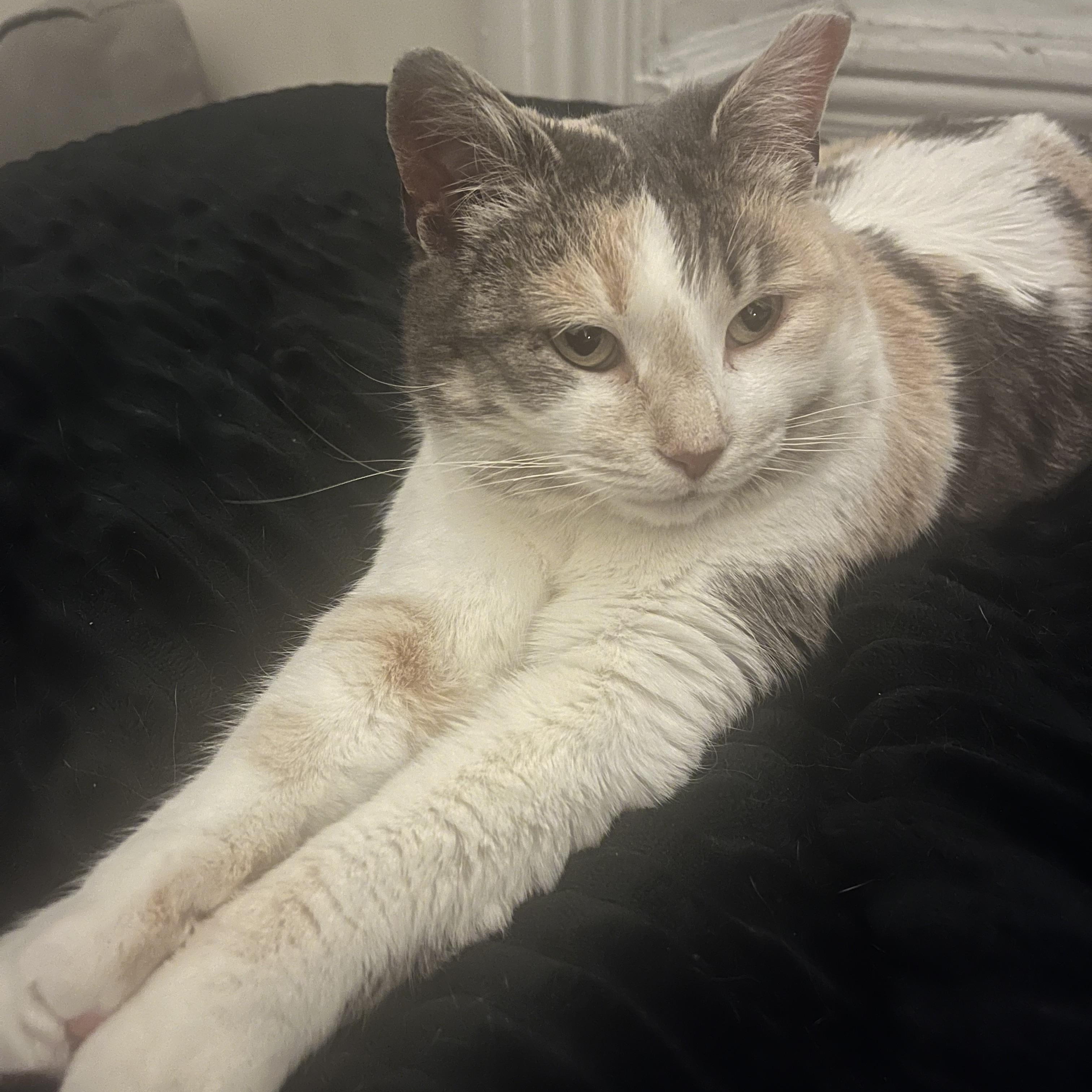 Vivianne, a Adoptable Domestic Short Hair in Philadelphia, PA image 2/4