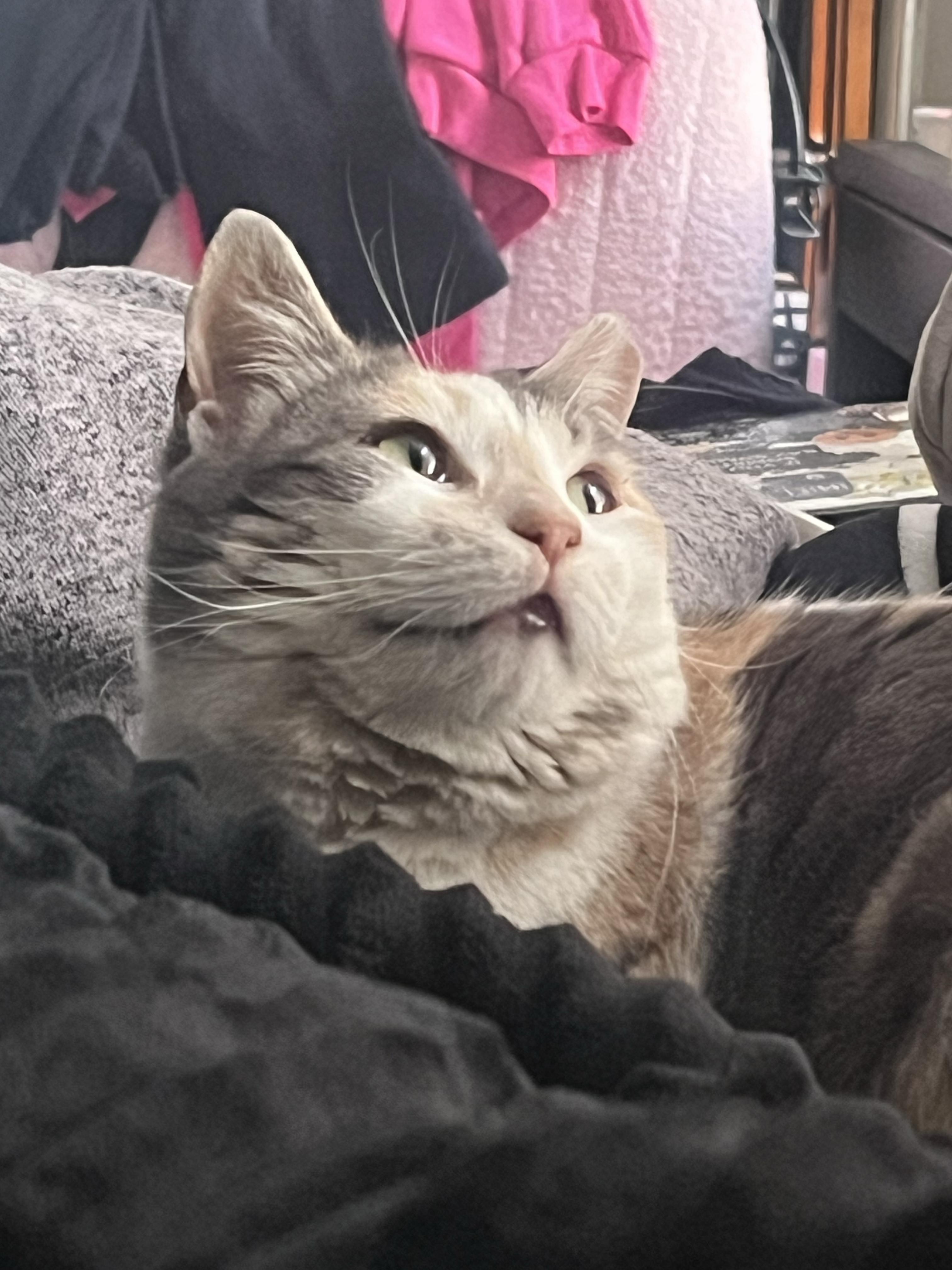 Vivianne, a Adoptable Domestic Short Hair in Philadelphia, PA image 3/4