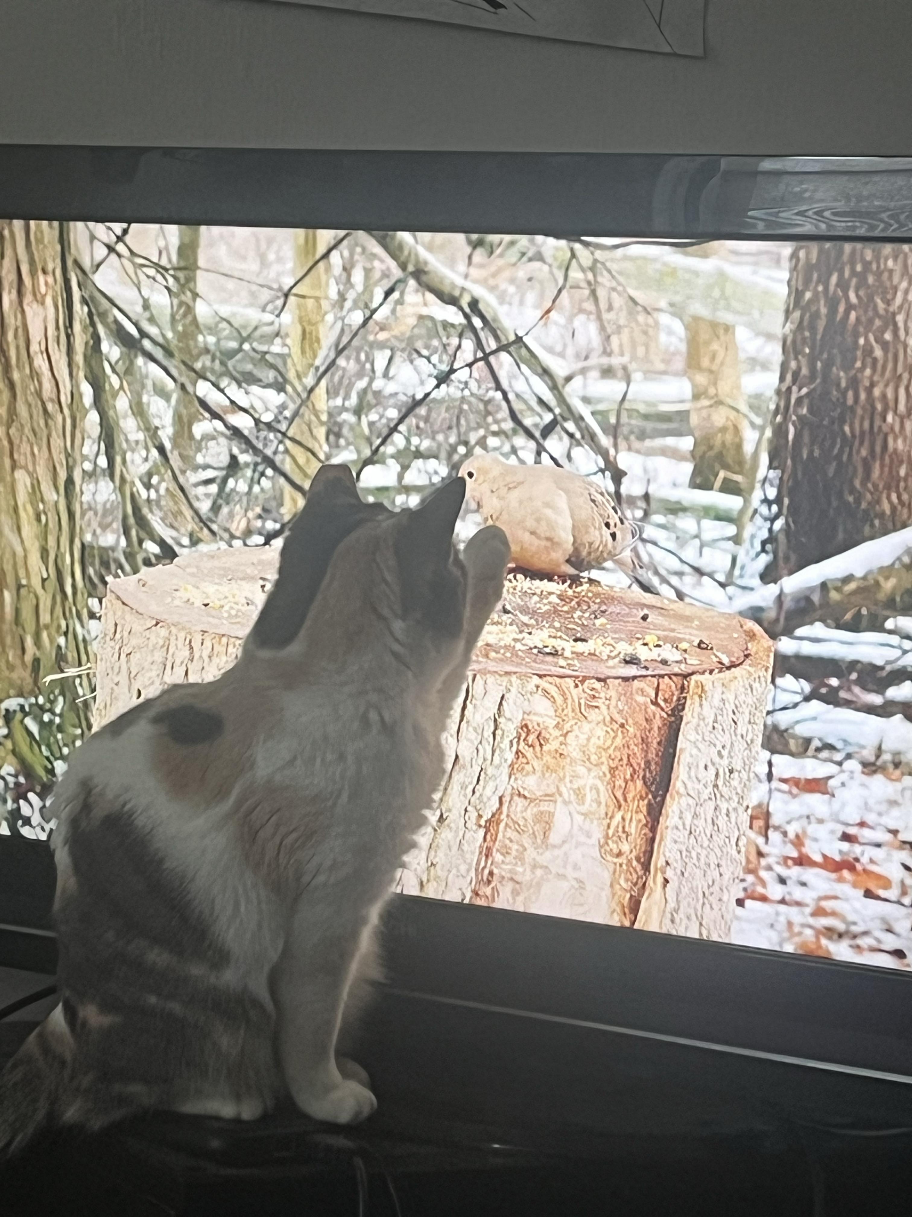 Vivianne, a Adoptable Domestic Short Hair in Philadelphia, PA image 4/4
