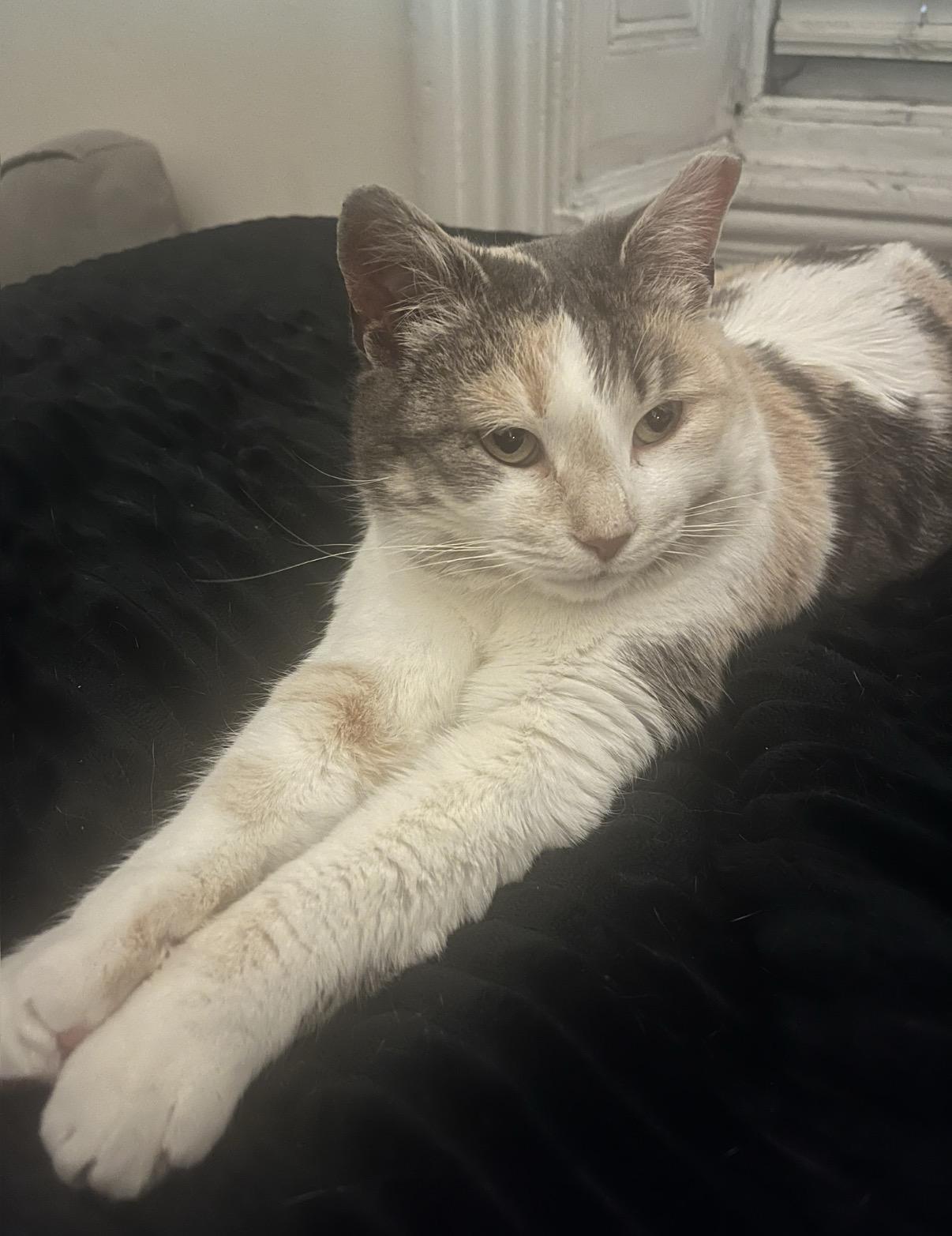 Vivianne, a Adoptable Domestic Short Hair in Philadelphia, PA image 3/6