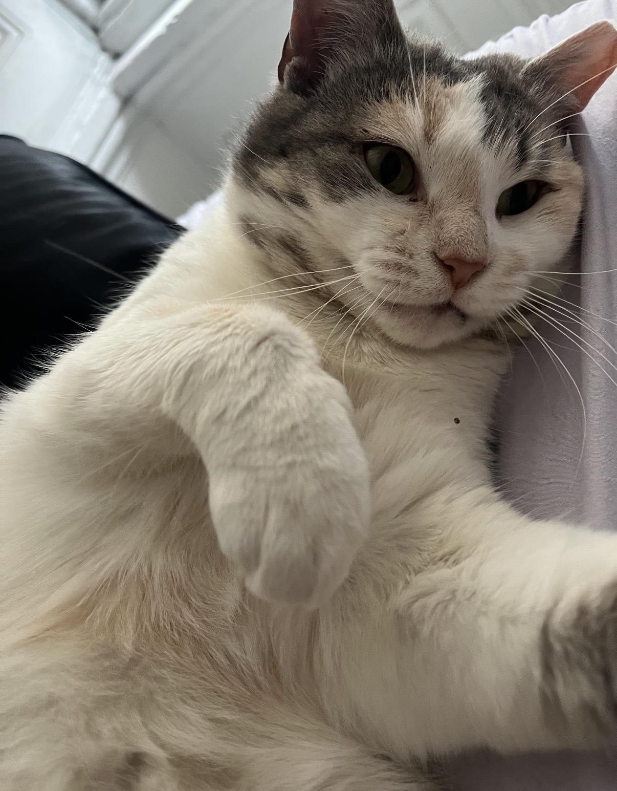 Vivianne, a Adoptable Domestic Short Hair in Philadelphia, PA image 4/6