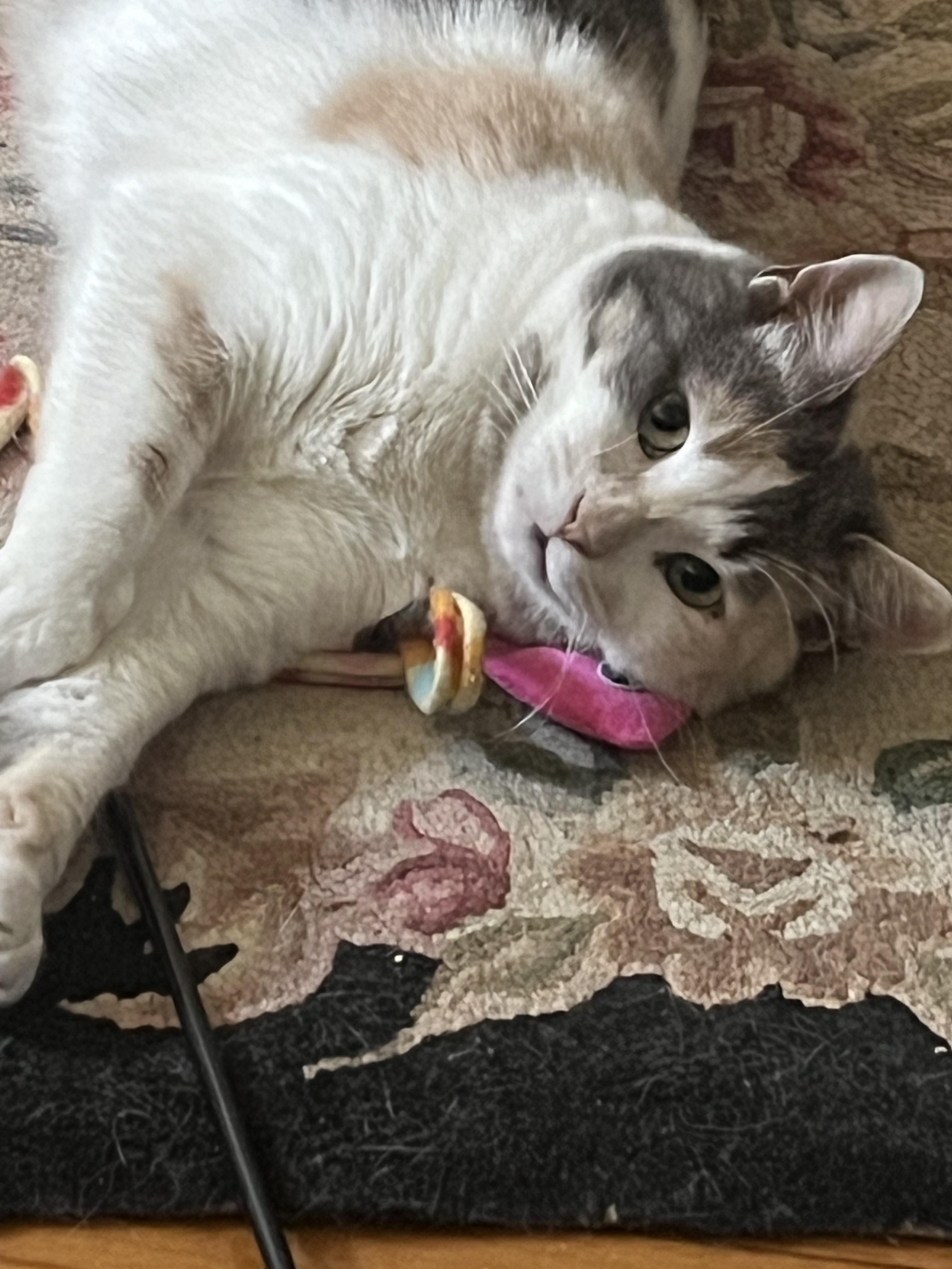 Vivianne, a Adoptable Domestic Short Hair in Philadelphia, PA image 6/6