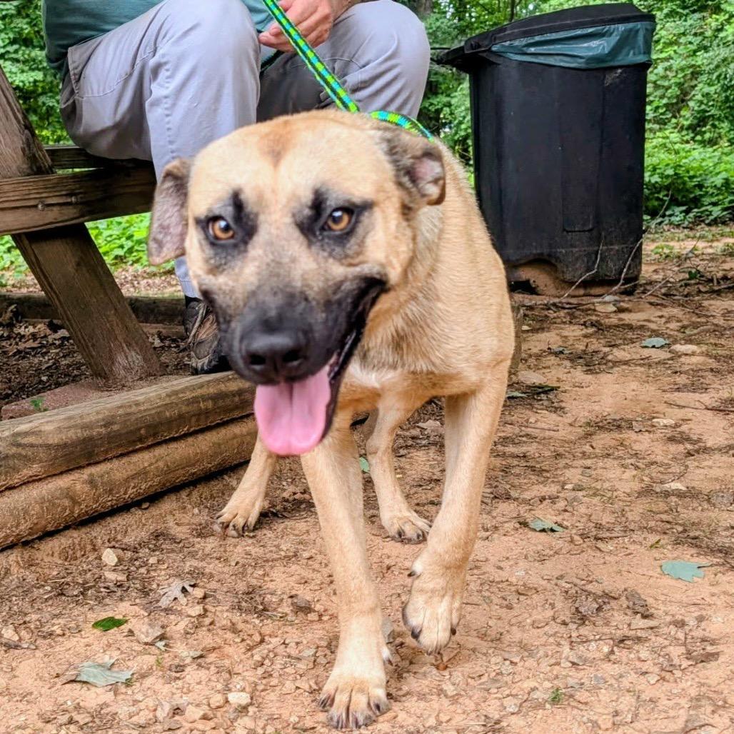 Leo 26-0438, Adoptable, Young Male Mixed Breed.