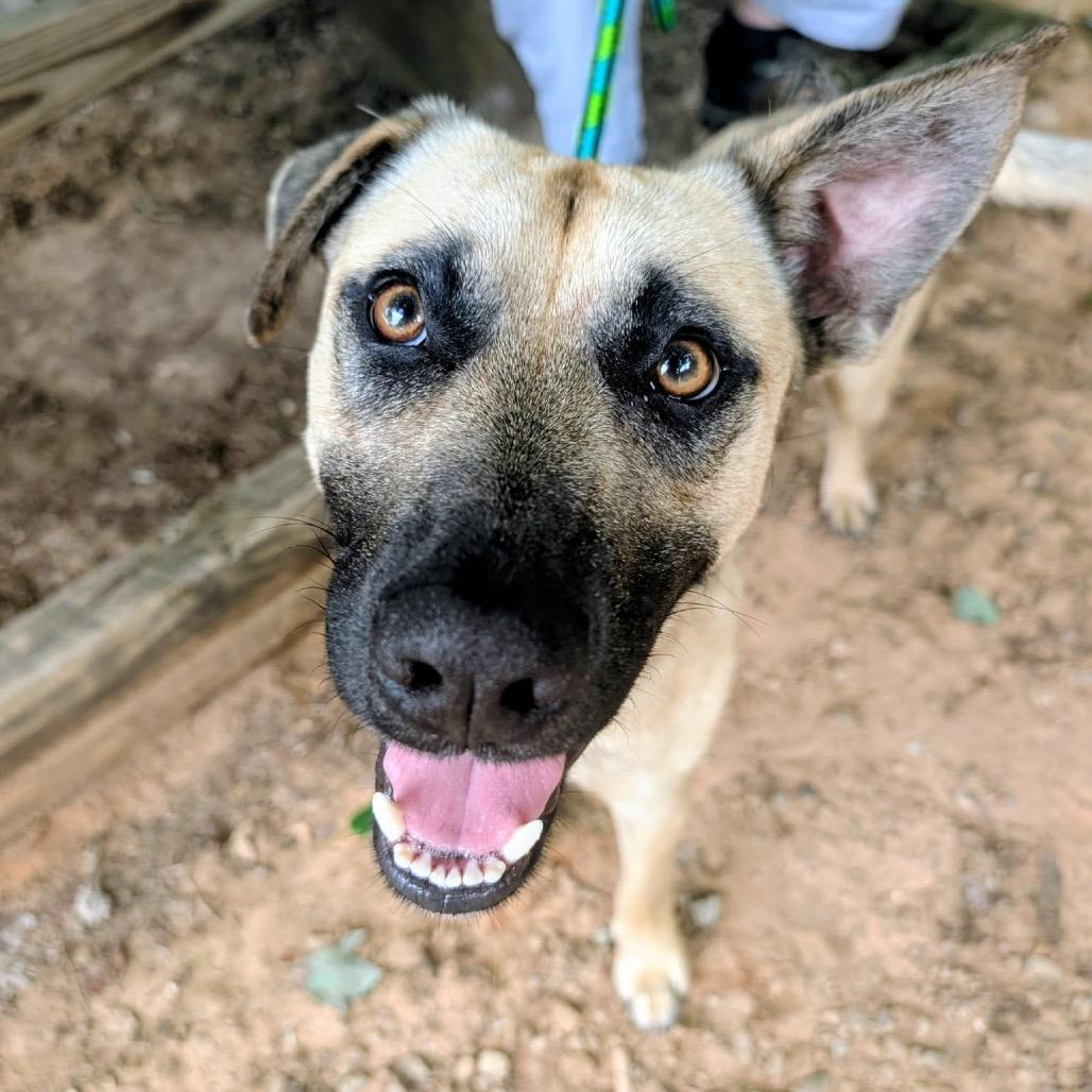 Enlarge Leo 26-0438, a Adoptable Mixed Breed in Yanceyville, NC image 2/3