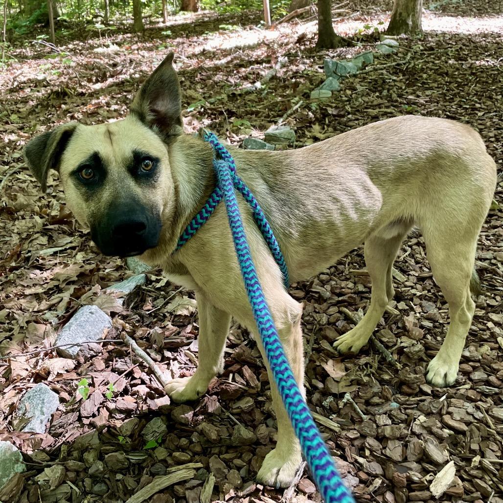 Enlarge Leo 26-0438, a Adoptable Mixed Breed in Yanceyville, NC image 3/3