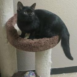 Chi Chi, Adoptable, Kitten Male Domestic Short Hair.