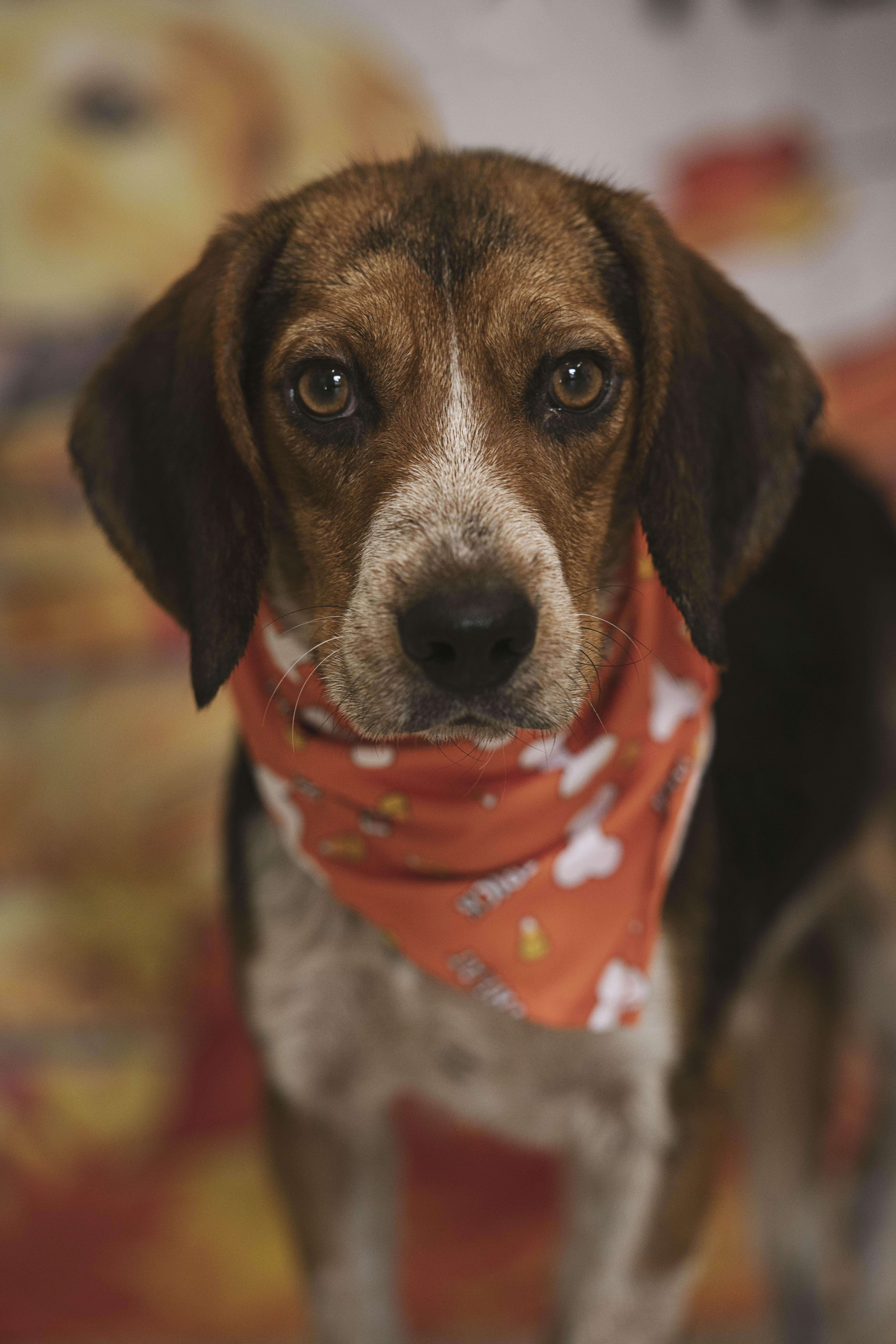 Enlarge Roadie (12357), a Adoptable mixed breed in Heath, OH image 2/3