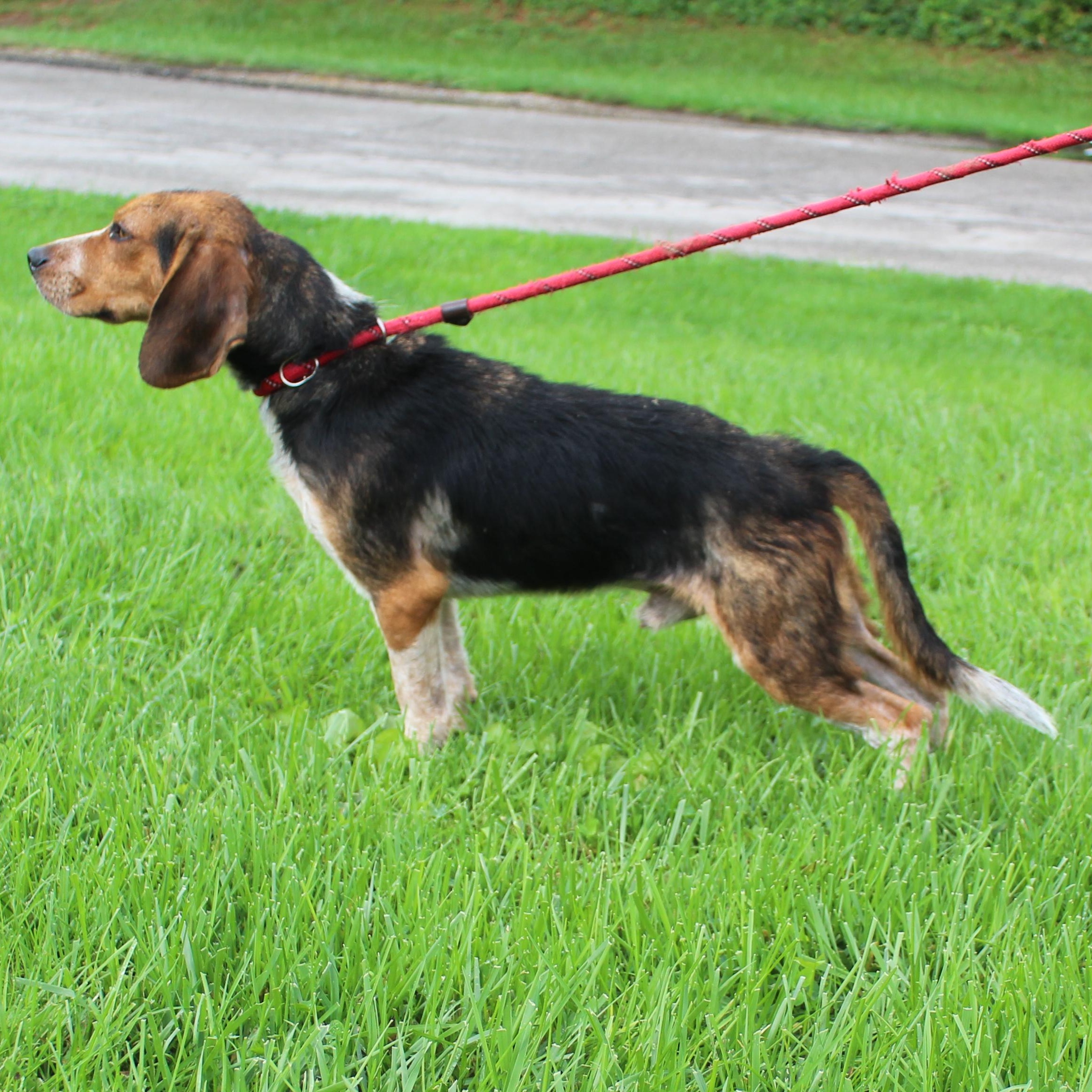 Enlarge Roadie (12357), a Adoptable mixed breed in Heath, OH image 3/3