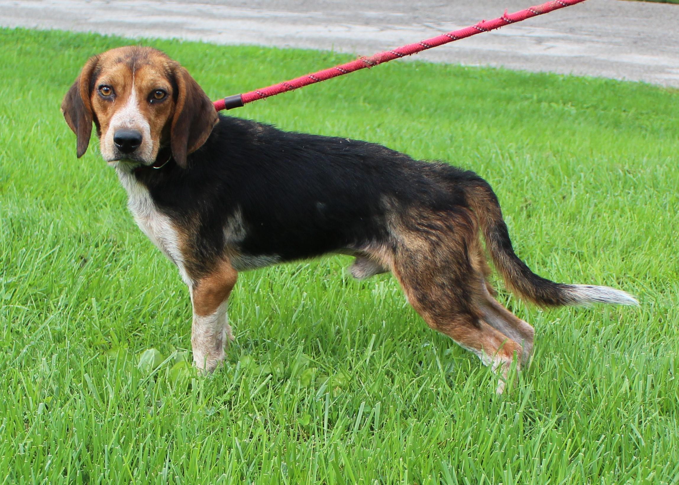 Enlarge Roadie (12357), a Adoptable mixed breed in Heath, OH image 1/3