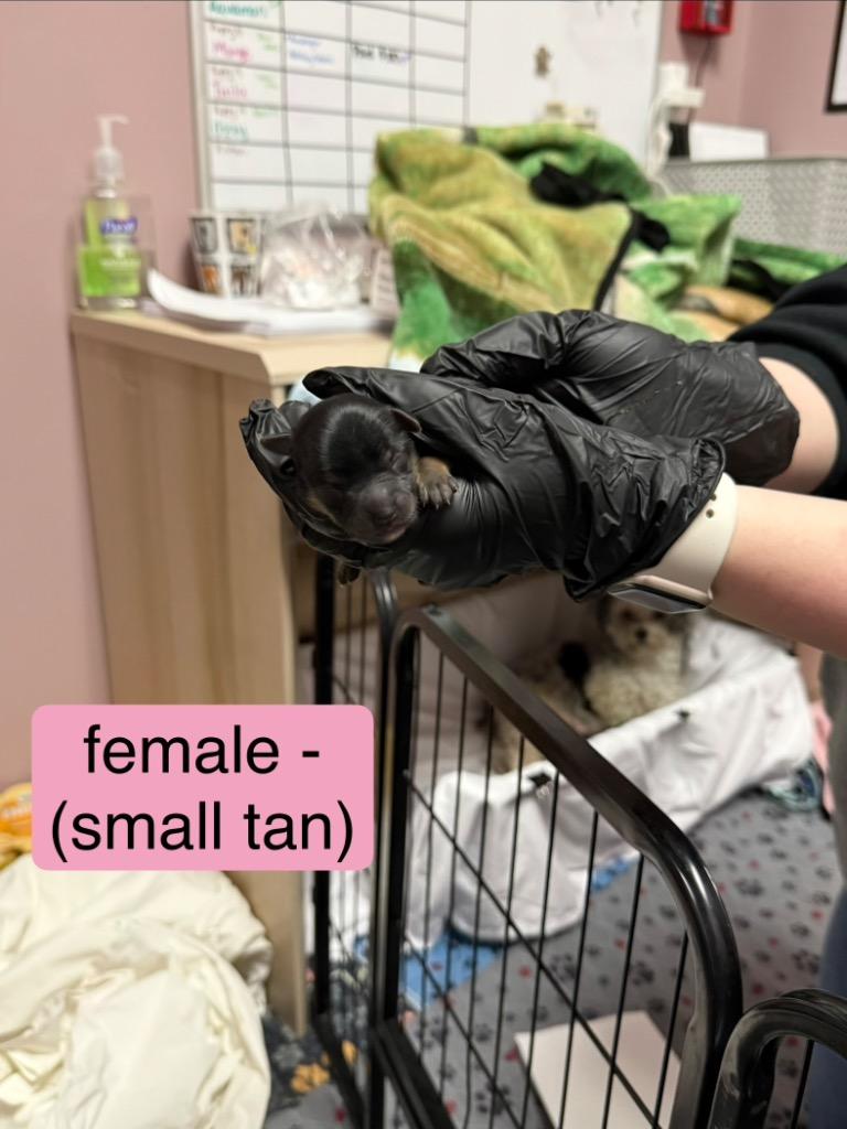 Enlarge Bubbles, an adopted Mixed Breed in Archbold , OH image 3/4