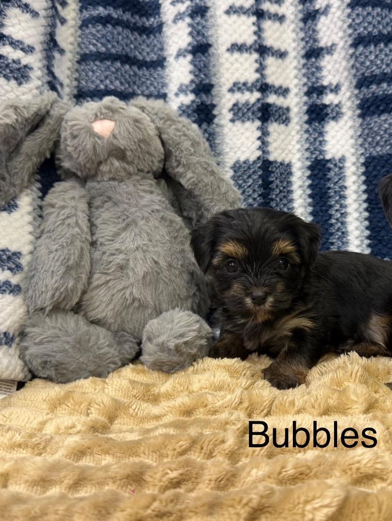 Bubbles, adopted, Puppy Female Mixed Breed.