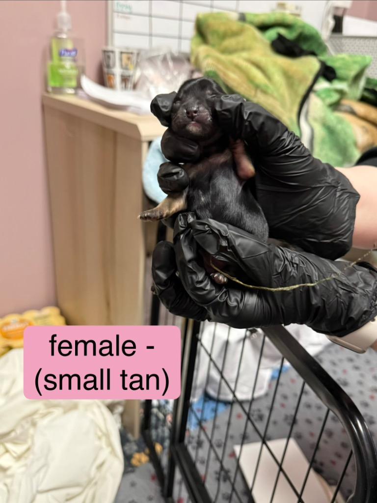 Enlarge Bubbles, an adopted Mixed Breed in Archbold , OH image 4/4