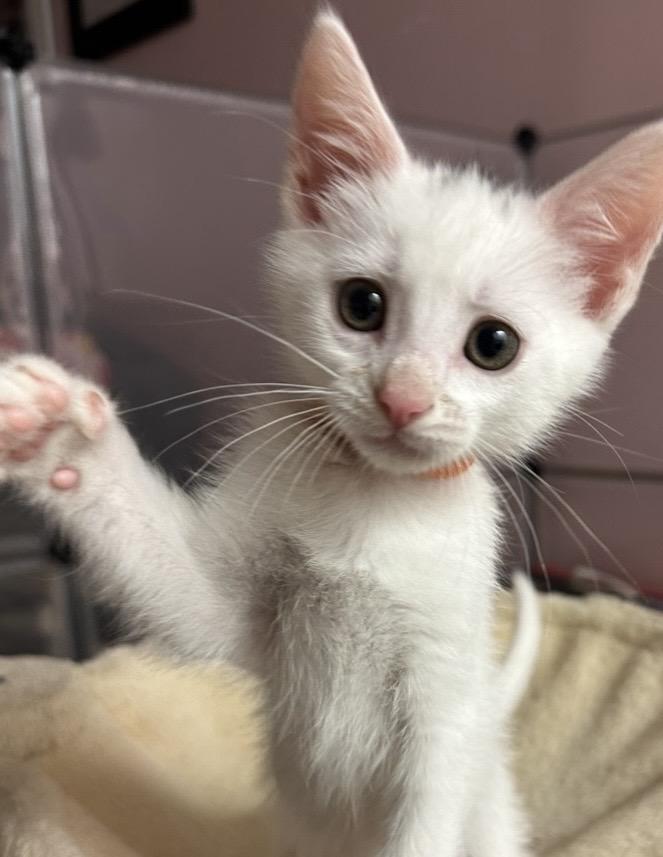 Macaron, an adopted Domestic Short Hair in Lemoyne, PA image 2/5